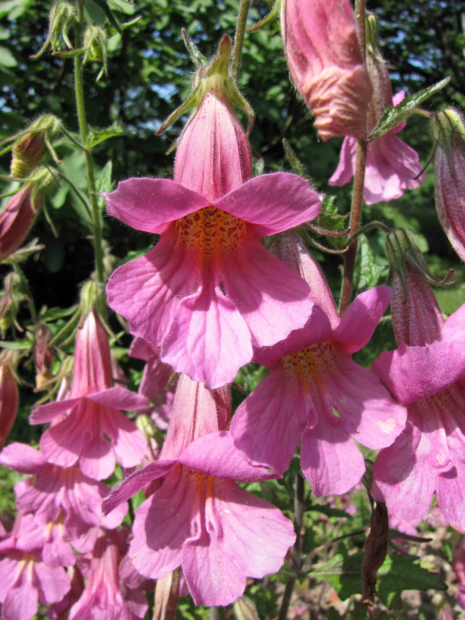 Chinese Foxglove (Rehmannia Elata) — Optimal sun exposure ranges from full sun to partial shade
