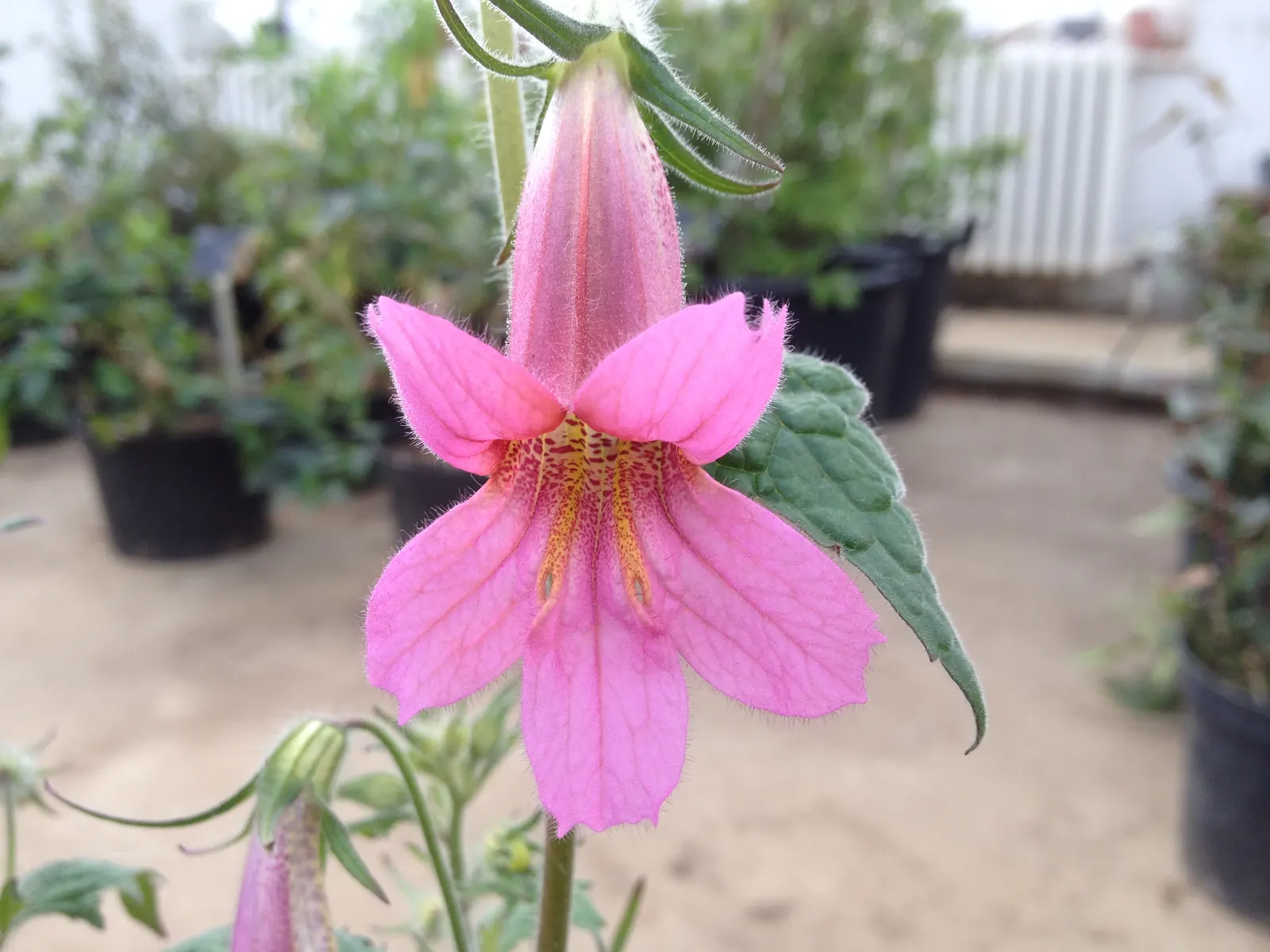 Chinese Foxglove (Rehmannia Elata) — This plant is not drought-resistant and requires regular watering; with its alluring beauty and long flowering period