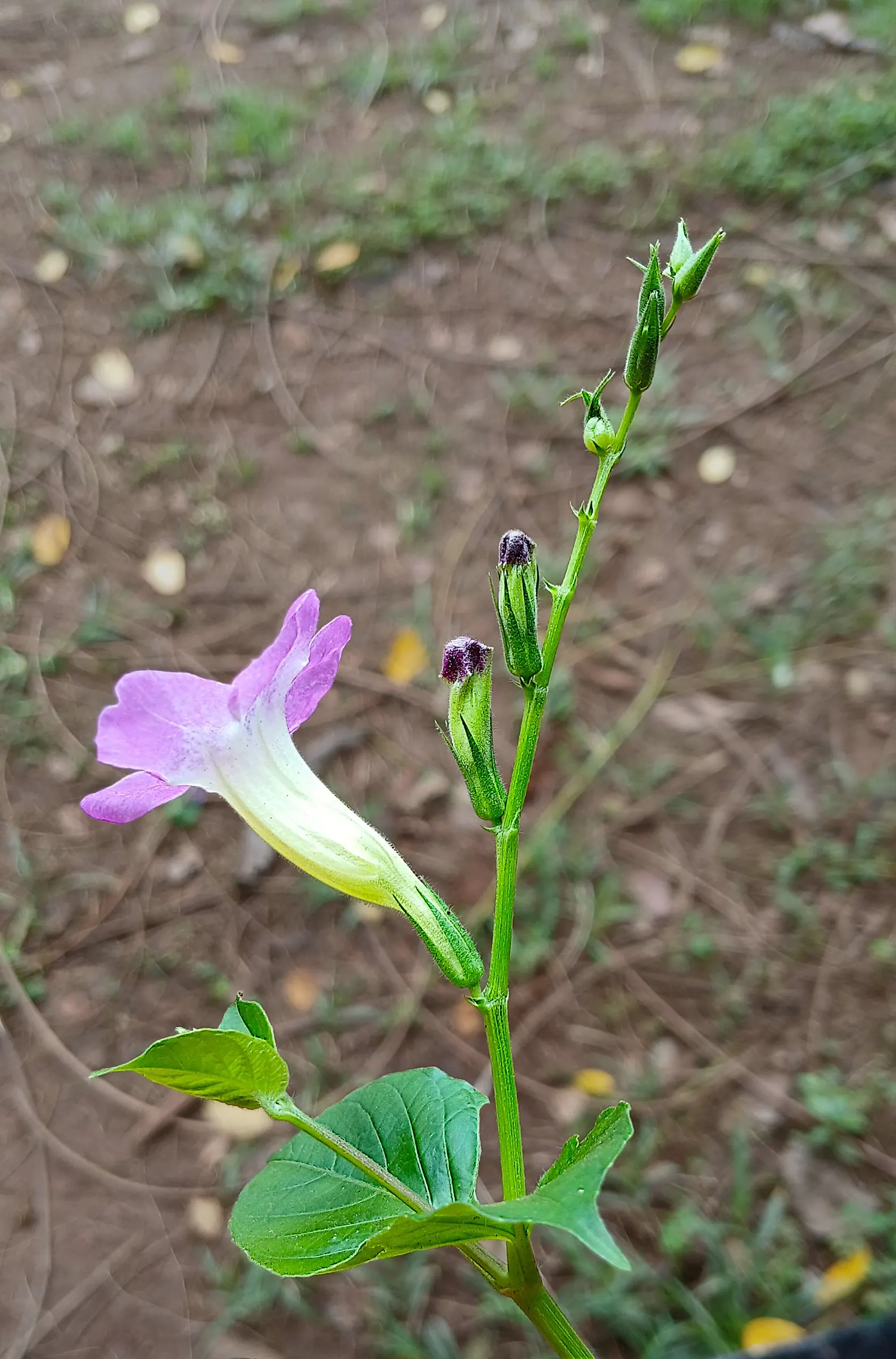 Chinese Foxglove (Rehmannia Elata) — Optimal sun exposure ranges from full sun to partial shade; perennial with multi-colored and pink blooms