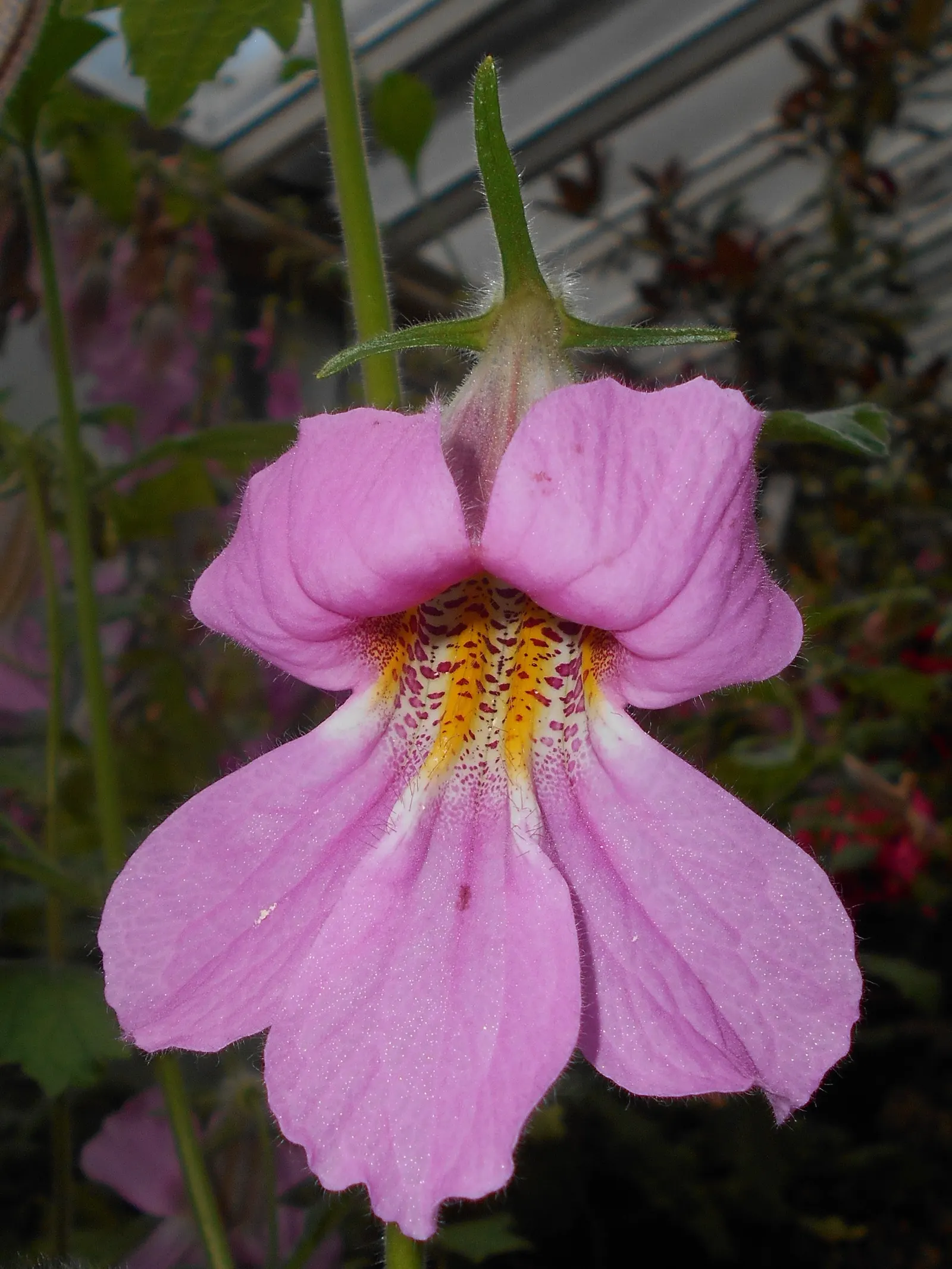 Chinese Foxglove (Rehmannia Elata) — fertile loam or sandy soil with consistent moisture; afternoon shade is beneficial to prevent scorching of the delicate