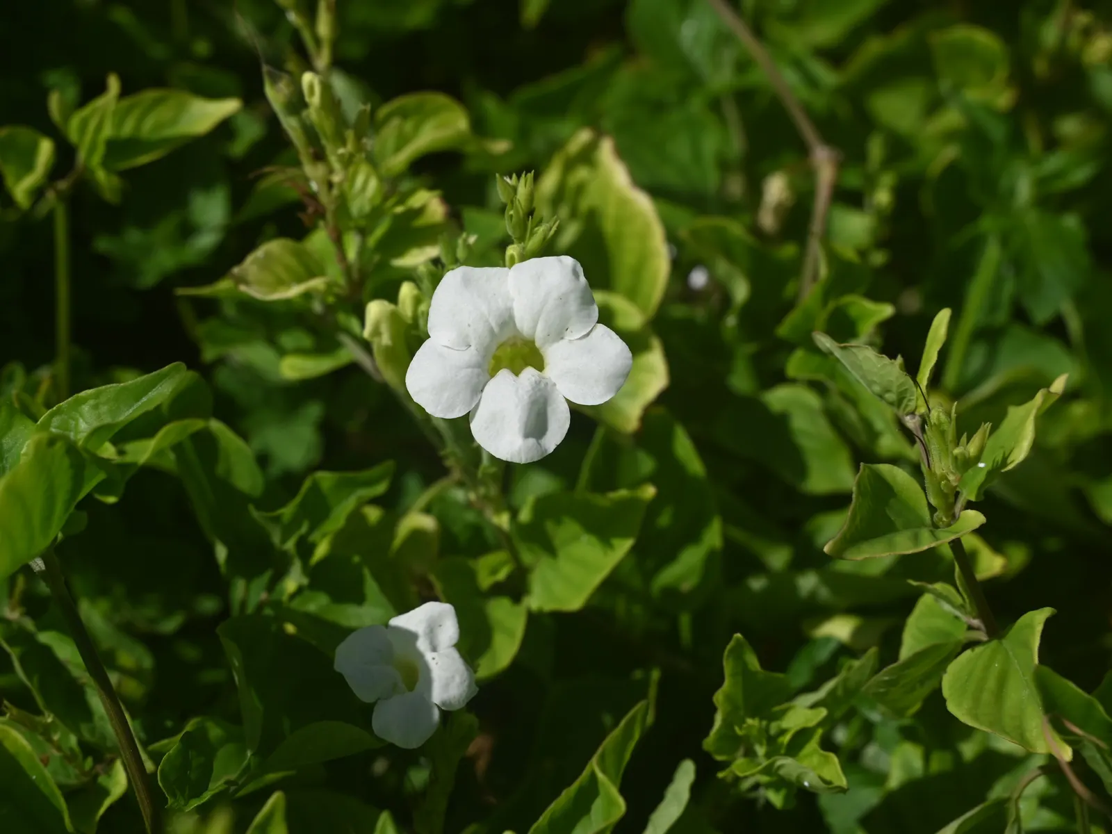 Chinese Foxglove (Rehmannia Elata) — This perennial reaches up to 3 ft in height and prefers partial shade; chinese Foxglove (Rehmannia elata) boasts tubular