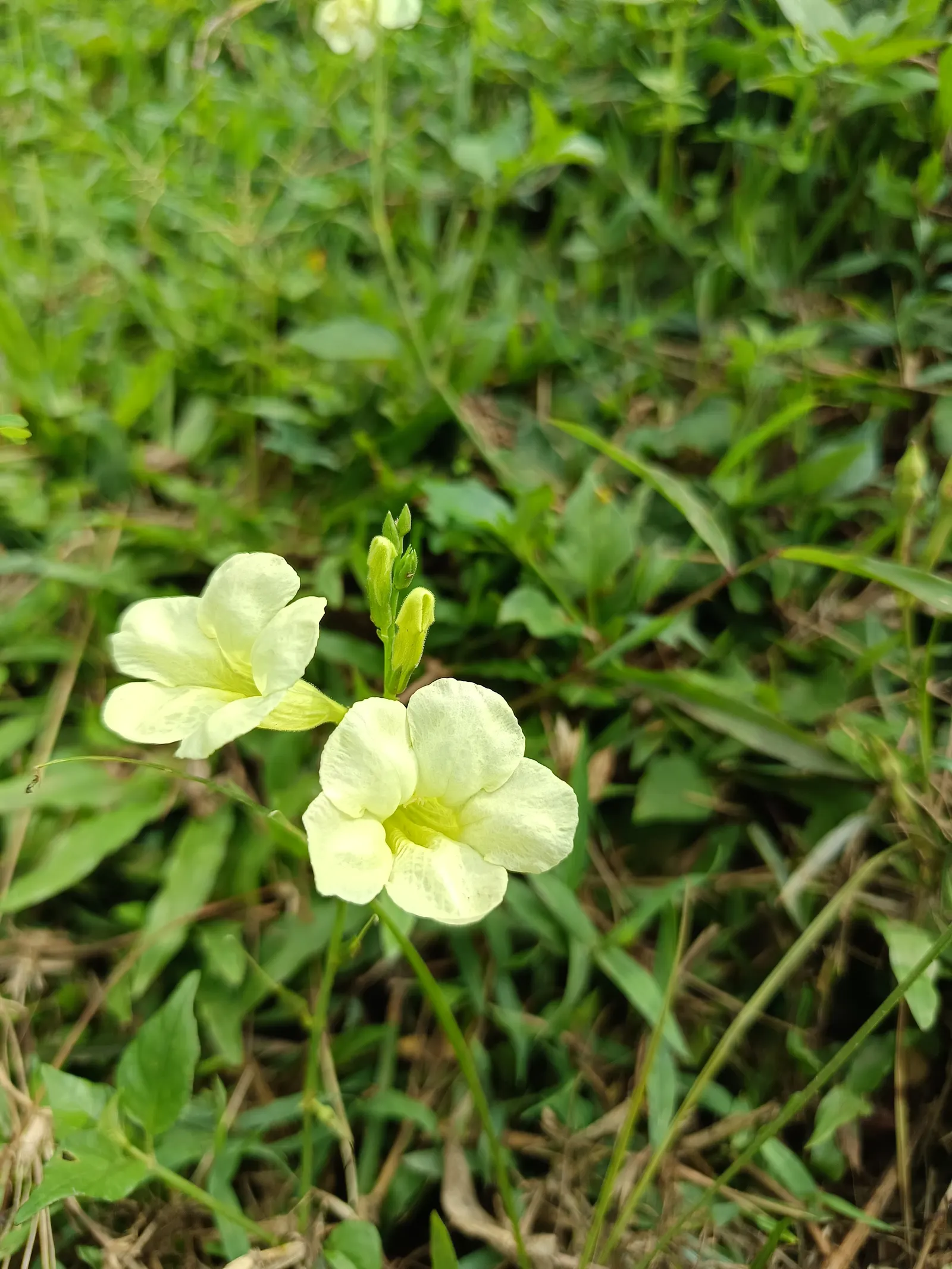 Chinese Foxglove (Rehmannia Elata) — perennial with multi-colored and pink blooms; optimal sun exposure ranges from full sun to partial shade