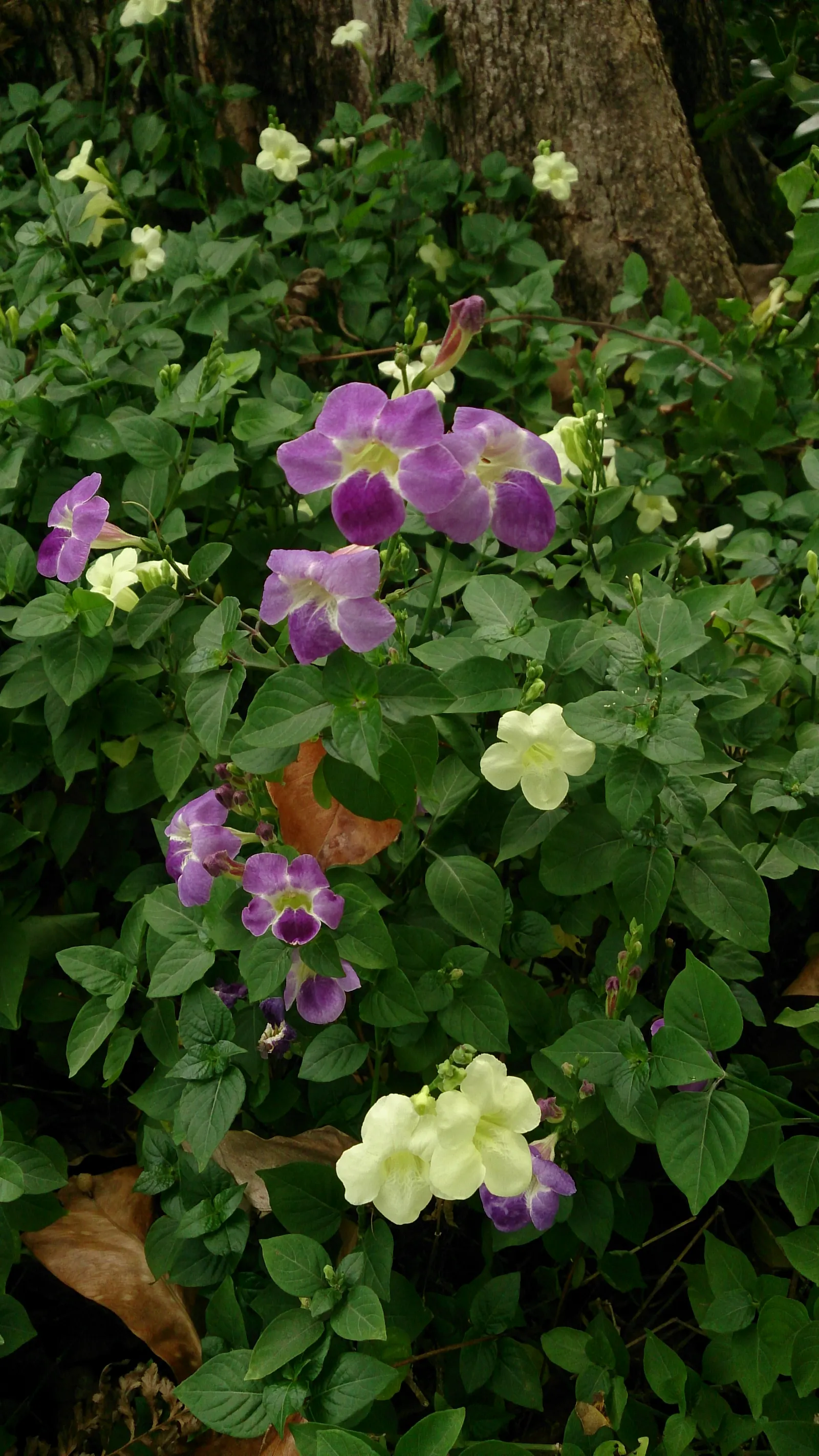 Chinese Foxglove (Rehmannia Elata) — sun-loving perennials or ornamental grasses to create a layered