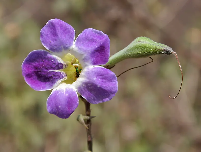 Chinese Foxglove (Rehmannia Elata) — bell-shaped blooms in a pink-purple hue