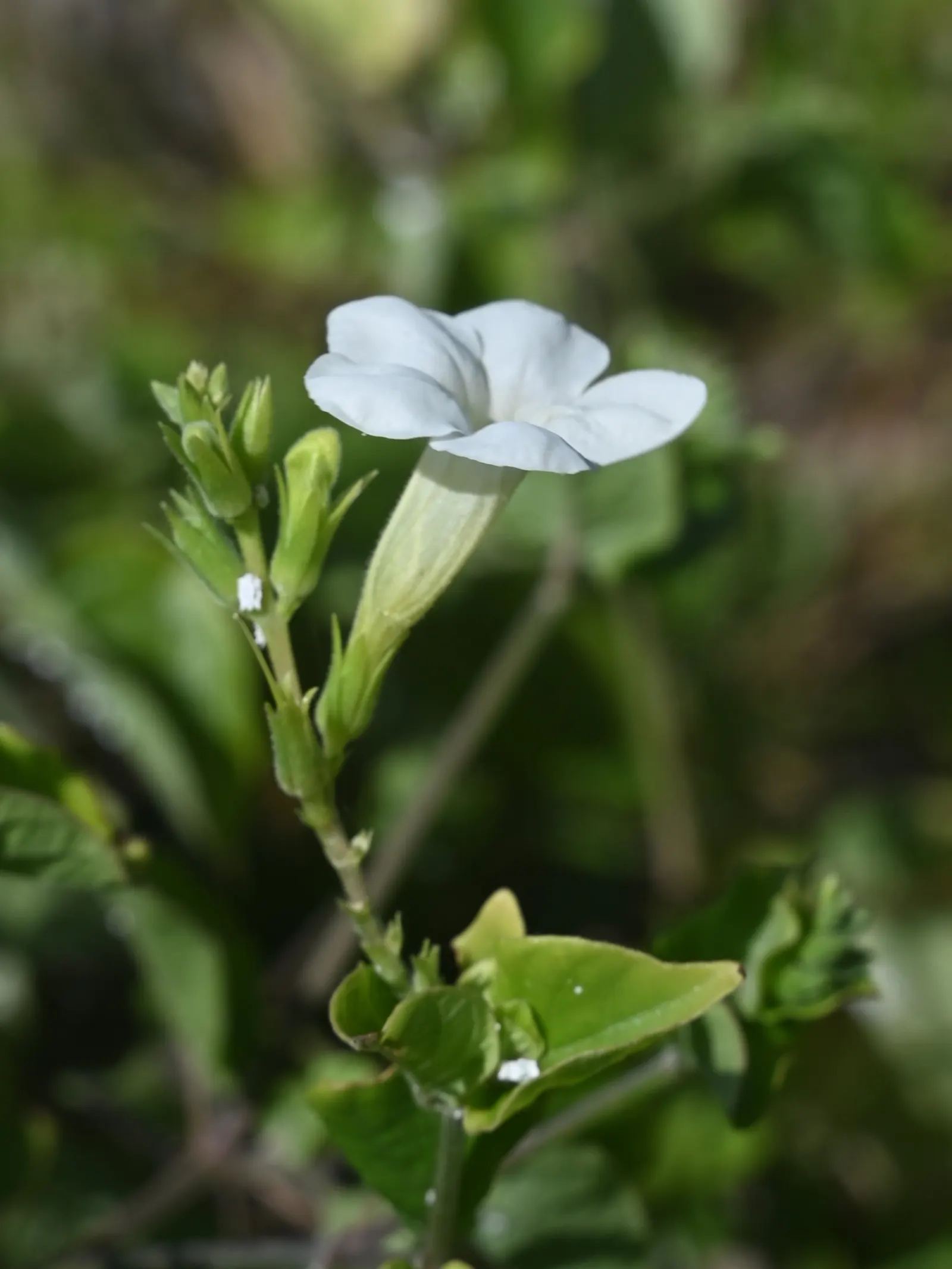 Chinese Foxglove (Rehmannia Elata) — this plant can reach a towering height of 2 to 4 feet with a spread of 12 to 18 inches; bell-shaped blooms in a, image 59