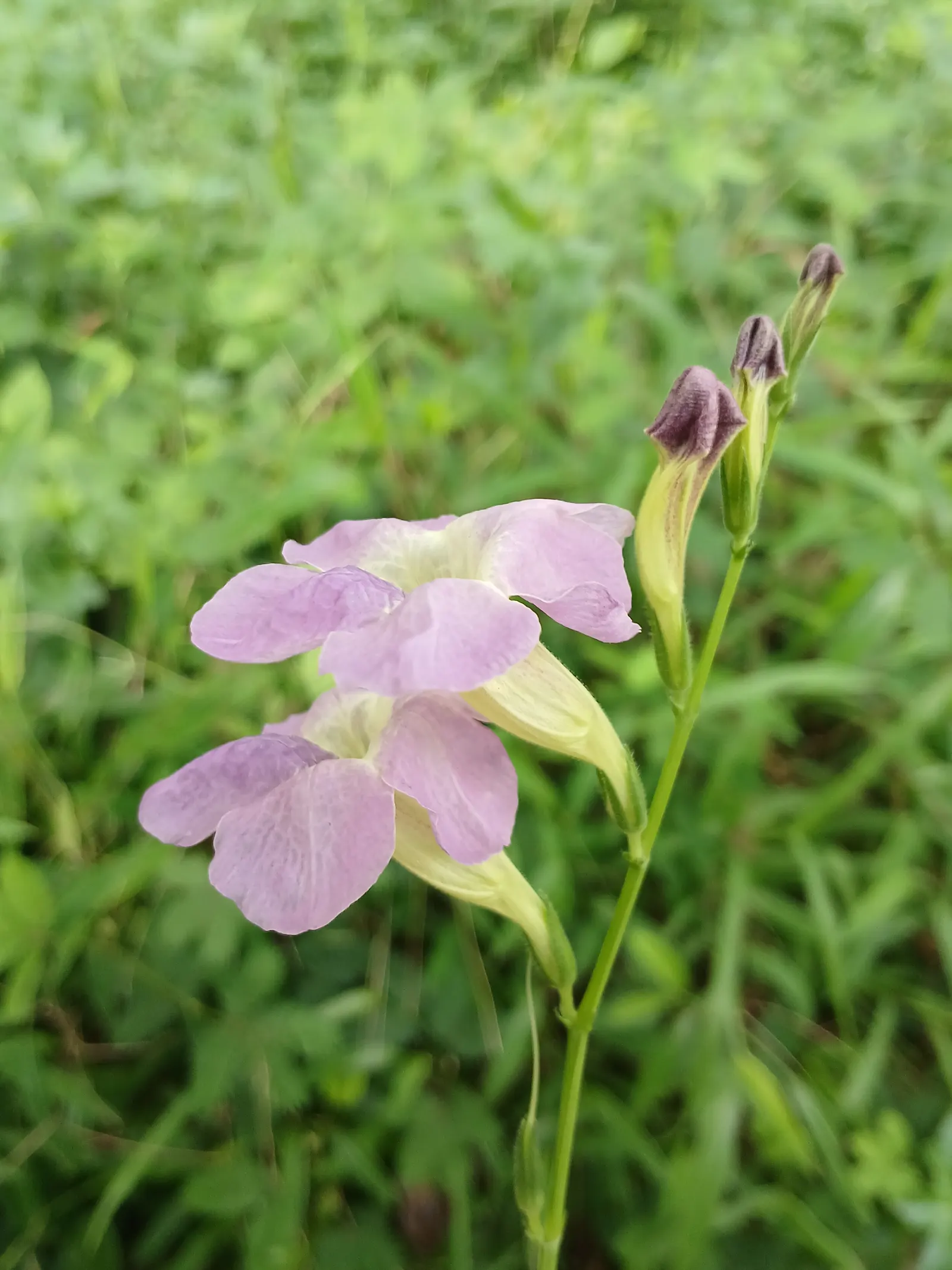 Chinese Foxglove (Rehmannia Elata) — this plant can reach a towering height of 2 to 4 feet with a spread of 12 to 18 inches