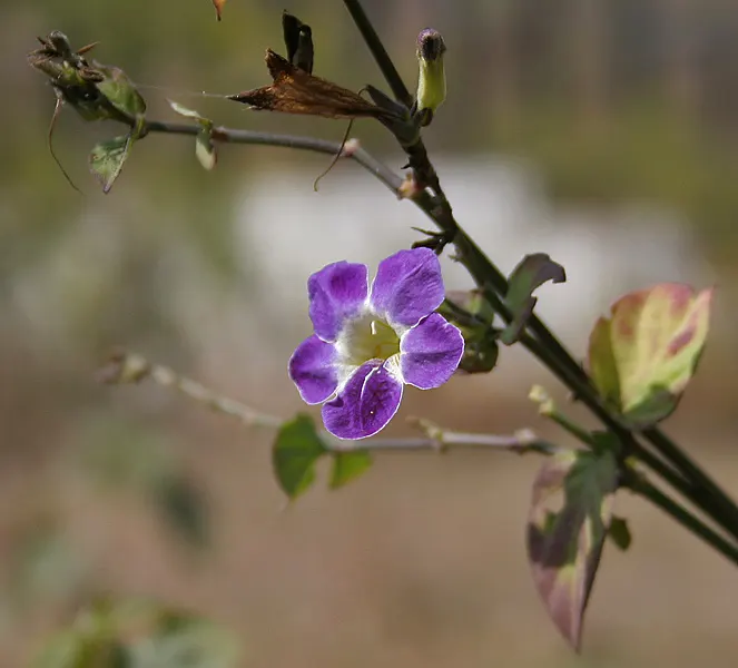 Chinese Foxglove (Rehmannia Elata) — Zones 7-10 are suitable for cultivating this moisture-loving, yet not drought-tolerant, specimen; multi-colored and pink