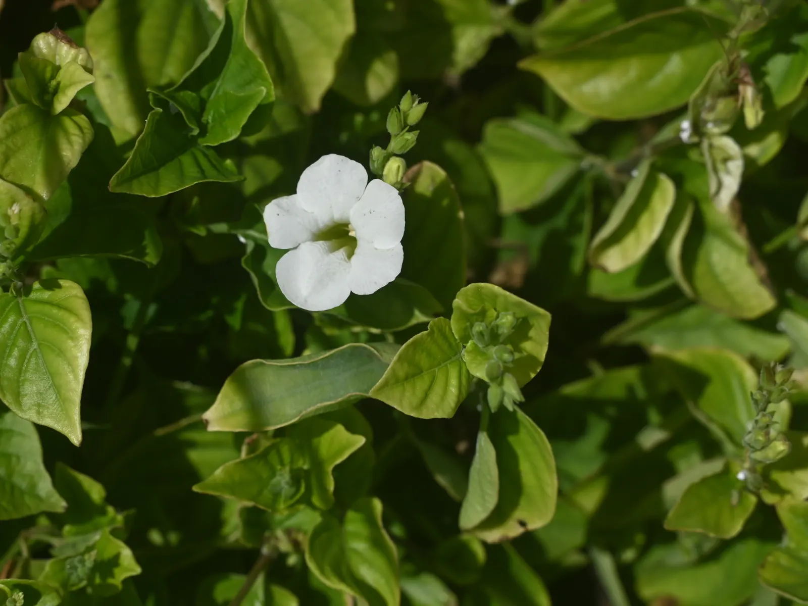 Chinese Foxglove (Rehmannia Elata) — rosy-pink hue with yellow throats and purple spotted interiors; sun-loving perennials or ornamental grasses to create a