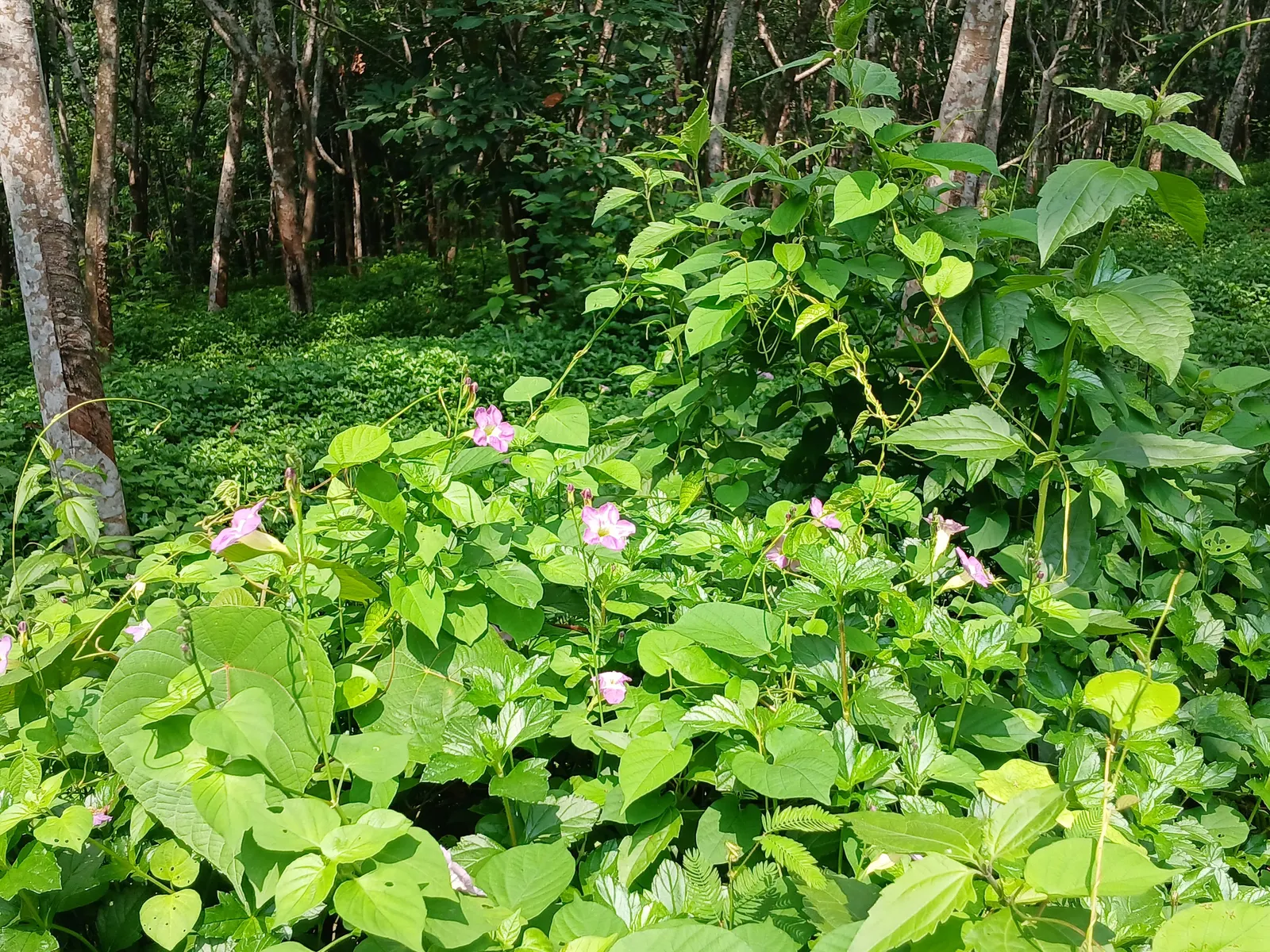 Chinese Foxglove (Rehmannia Elata) — afternoon shade is beneficial to prevent scorching of the delicate petals; fertile loam or sandy soil with consistent