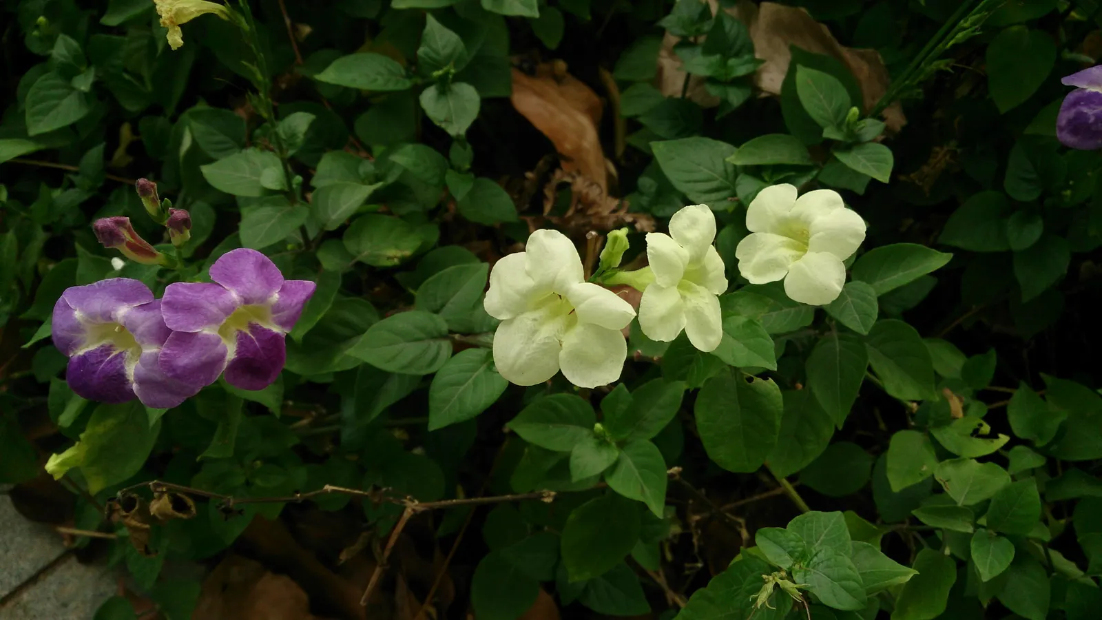 Chinese Foxglove (Rehmannia Elata) — afternoon shade is beneficial to prevent scorching of the delicate petals