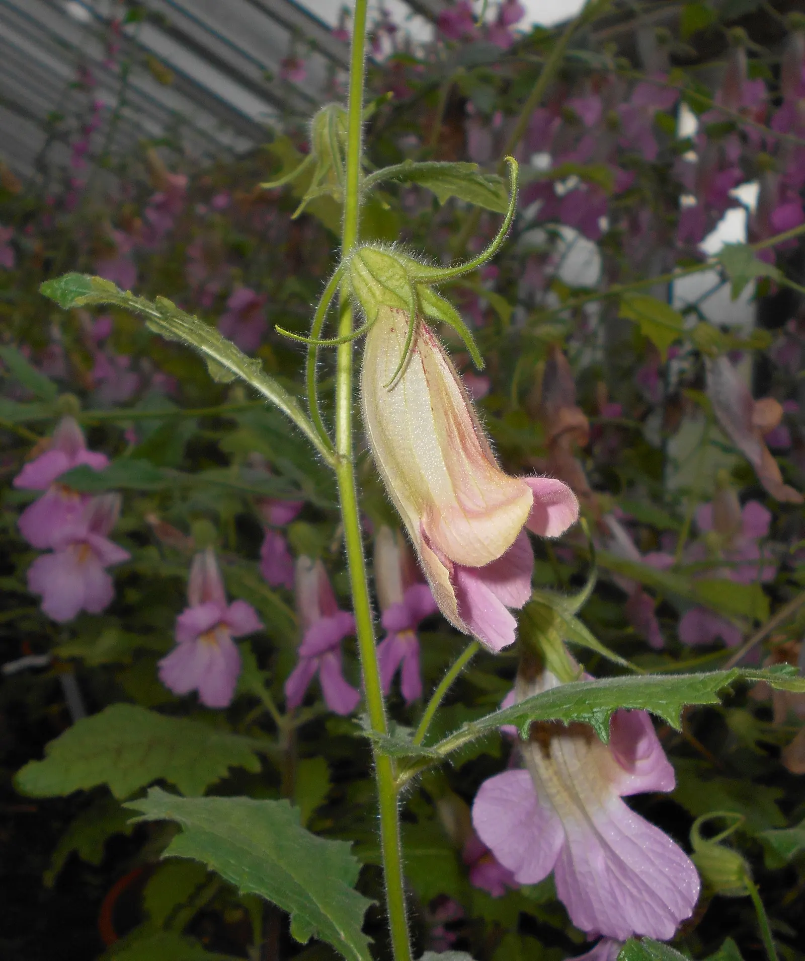 Chinese Foxglove (Rehmannia Elata) — It flourishes in well-drained soil enriched with organic matter; scientifically termed Rehmannia elata, image 53