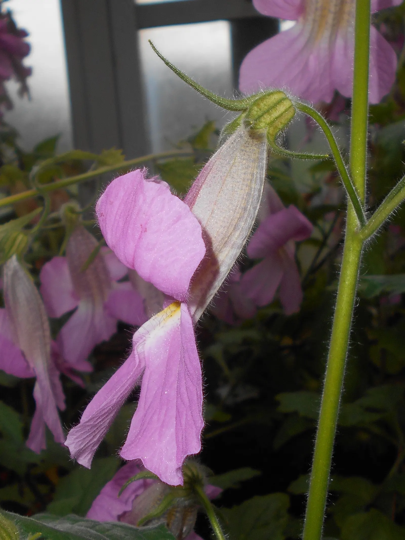 Chinese Foxglove (Rehmannia Elata) — Blooming in late spring to early summer, it adds a splash of color to borders and shade gardens