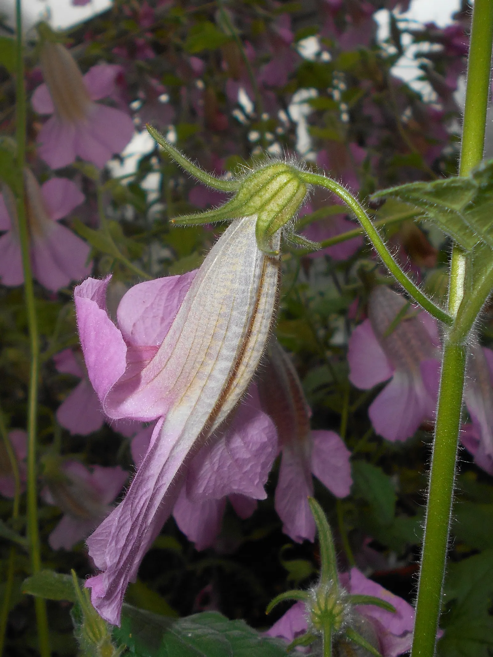 Chinese Foxglove (Rehmannia Elata) — fertile loam or sandy soil with consistent moisture; afternoon shade is beneficial to prevent scorching of the, image 61
