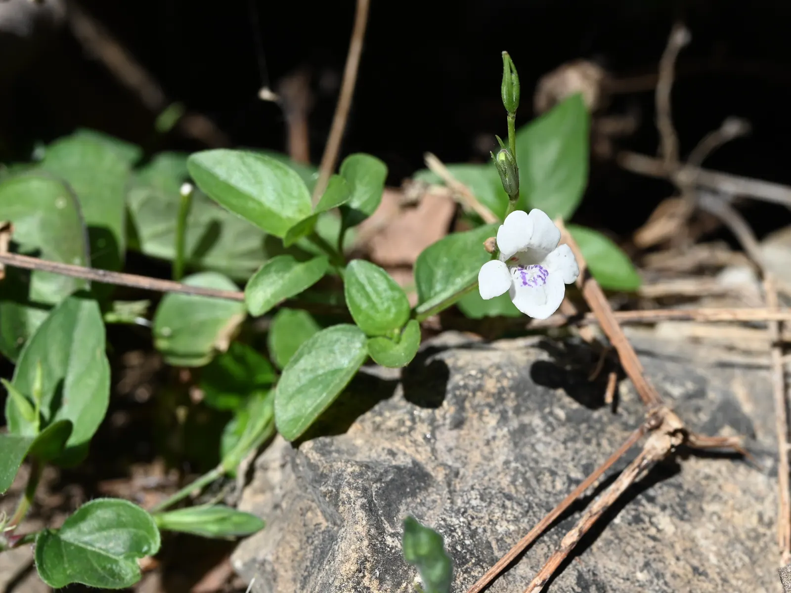 Chinese Foxglove (Rehmannia Elata) — It flourishes in well-drained soil enriched with organic matter; scientifically termed Rehmannia elata