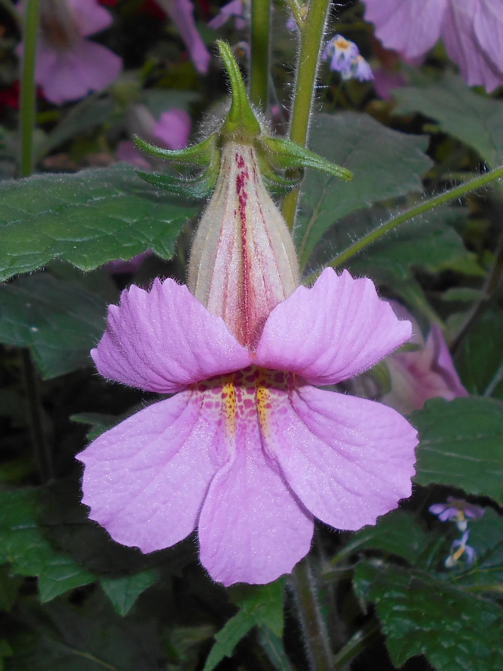 Chinese Foxglove (Rehmannia Elata) — rosy-pink hue with yellow throats and purple spotted interiors