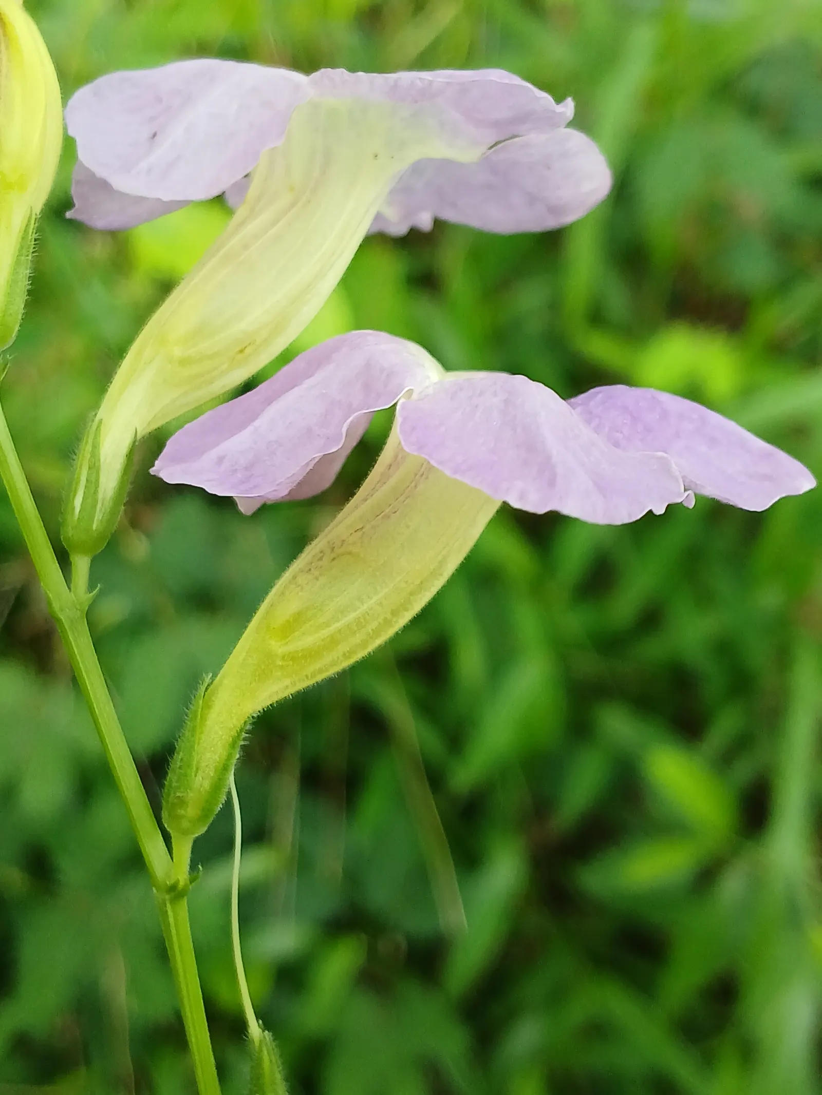 Chinese Foxglove (Rehmannia Elata) — Its vivid blooms are not only visually striking but also bloom profusely from late spring to early fall; tubular flowers