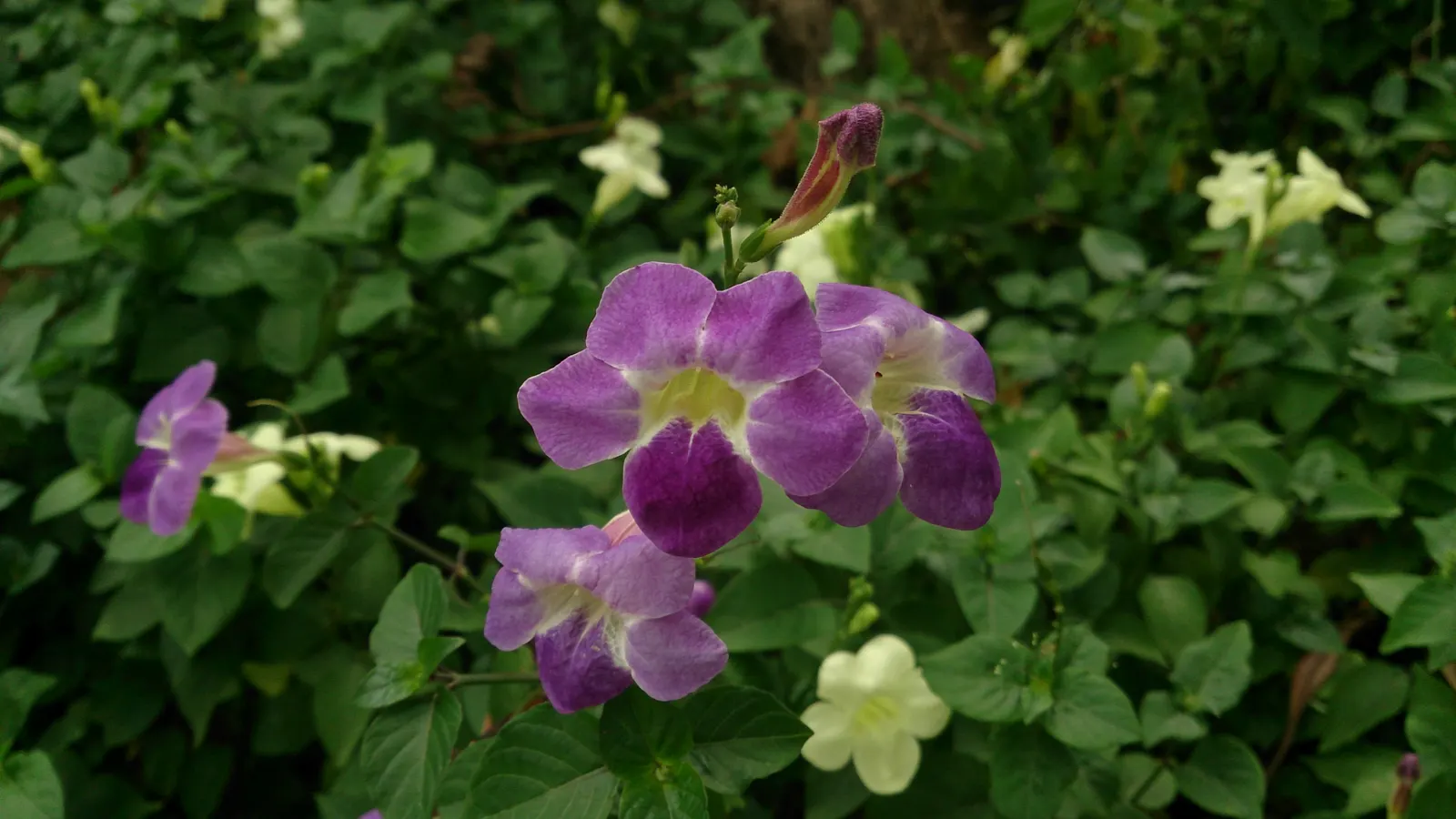 Chinese Foxglove (Rehmannia Elata) — accented with yellow throats; while not particularly cold-hardy