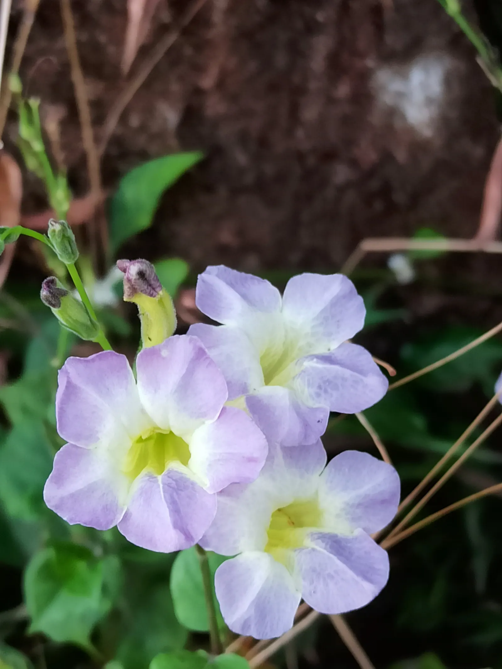 Chinese Foxglove (Rehmannia Elata) — rosy-pink hue with yellow throats and purple spotted interiors; sun-loving perennials or ornamental grasses to, image 58