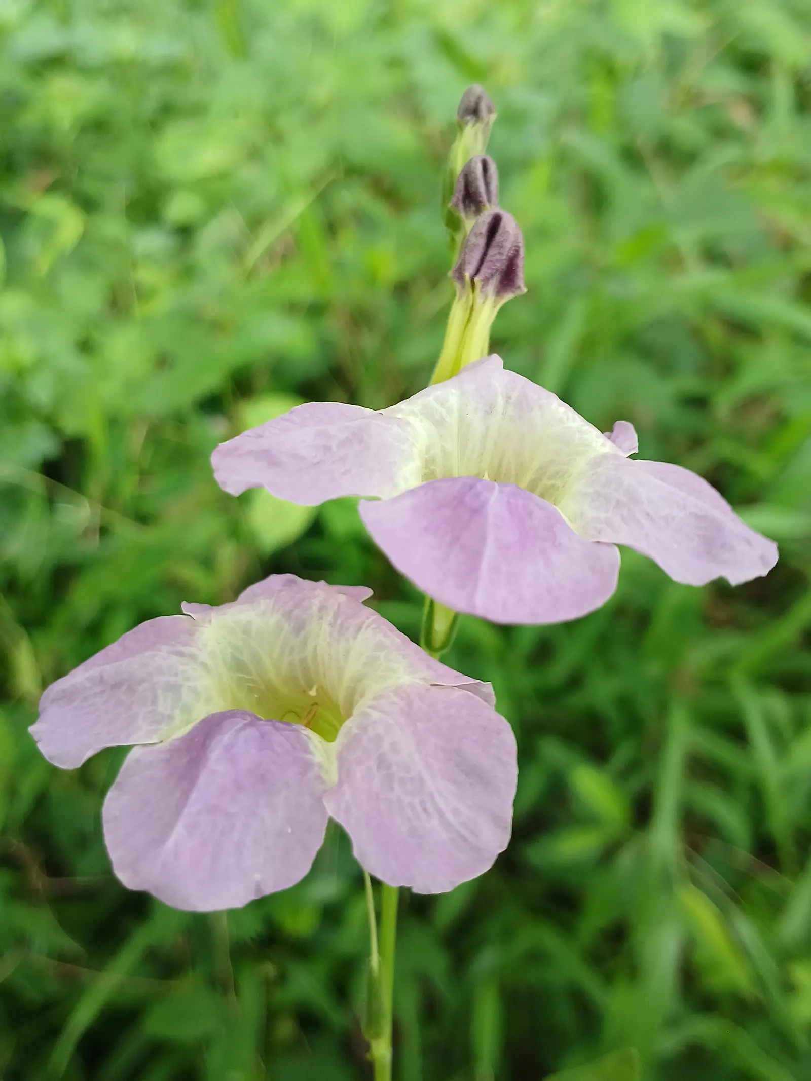 Chinese Foxglove (Rehmannia Elata) — perennial for full
