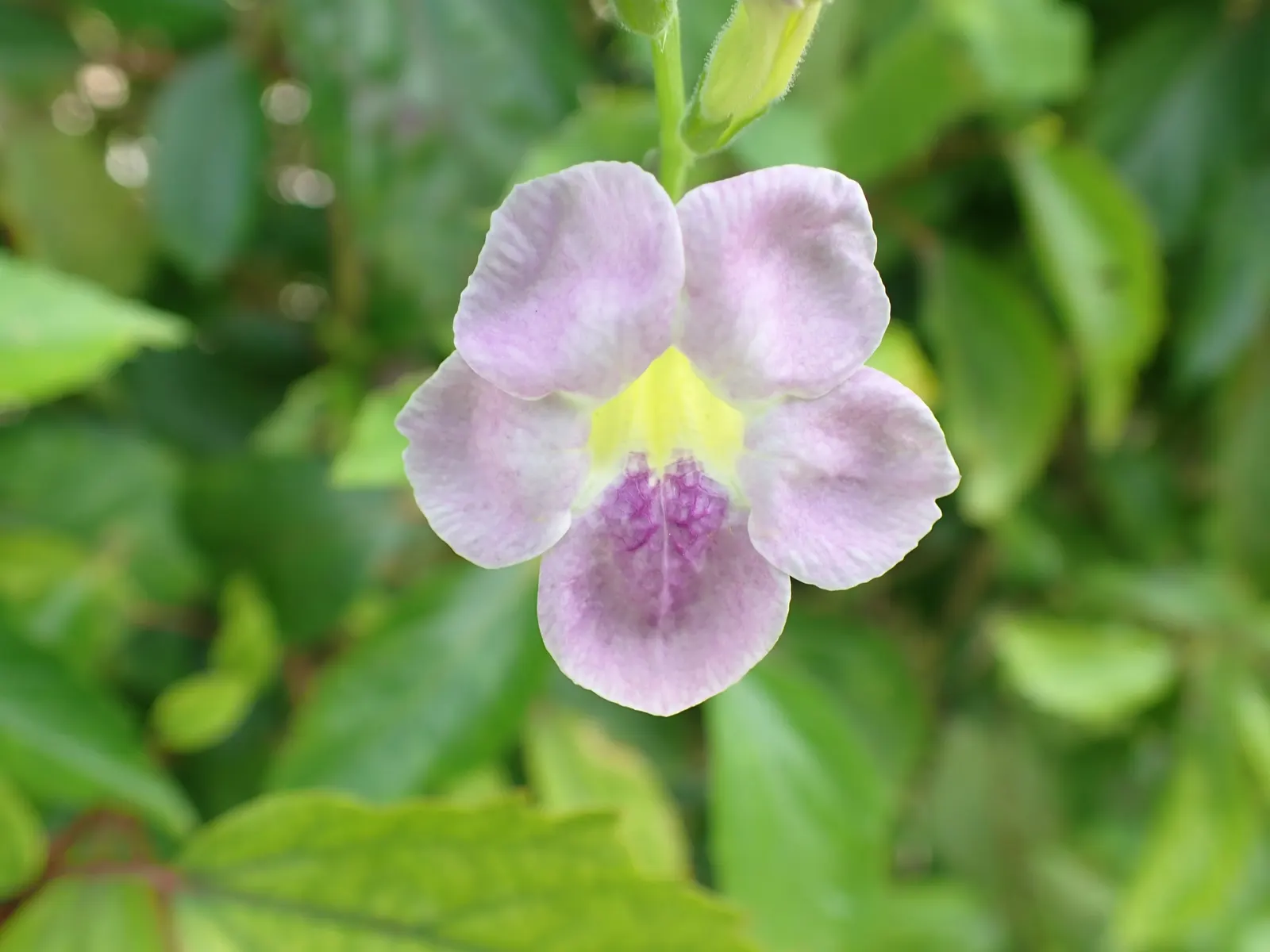 Chinese Foxglove (Rehmannia Elata) — fertile loam or sandy soil with consistent moisture