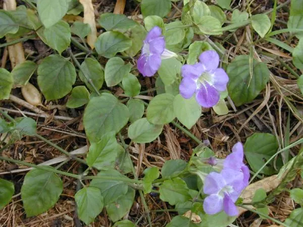 Chinese Foxglove (Rehmannia Elata) — the Chinese Foxglove is certain to become a garden favorite