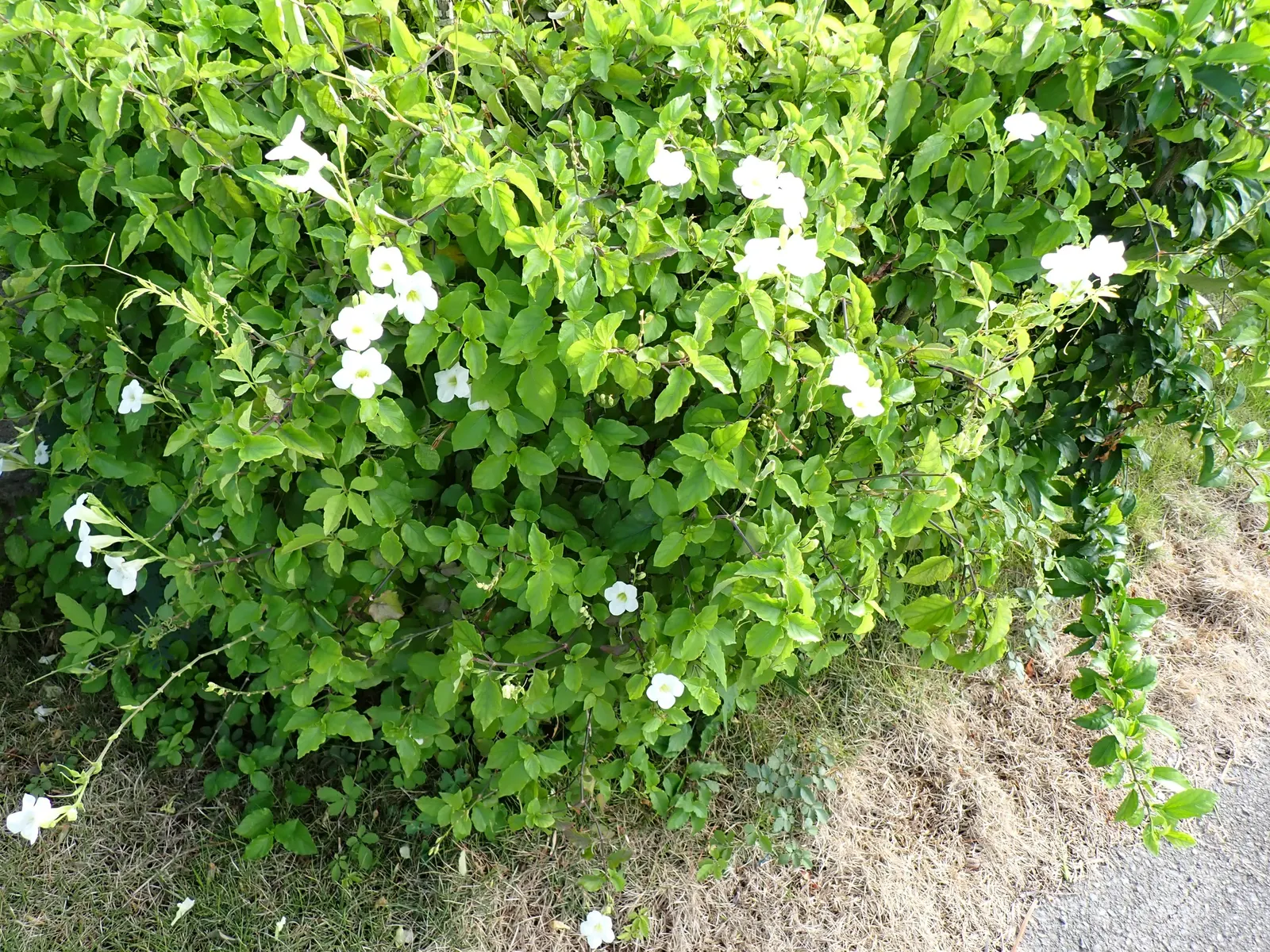 Chinese Foxglove (Rehmannia Elata) — Chinese Foxglove (Rehmannia elata) boasts tubular; this perennial reaches up to 3 ft in height and prefers partial shade
