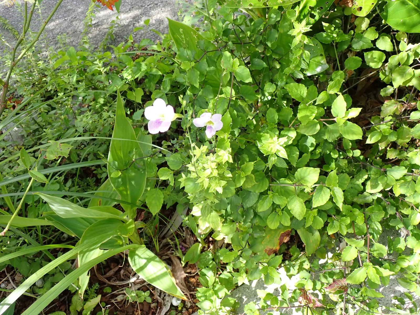 Chinese Foxglove (Rehmannia Elata) — this plant can reach a towering height of 2 to 4 feet with a spread of 12 to 18 inches; bell-shaped blooms in a