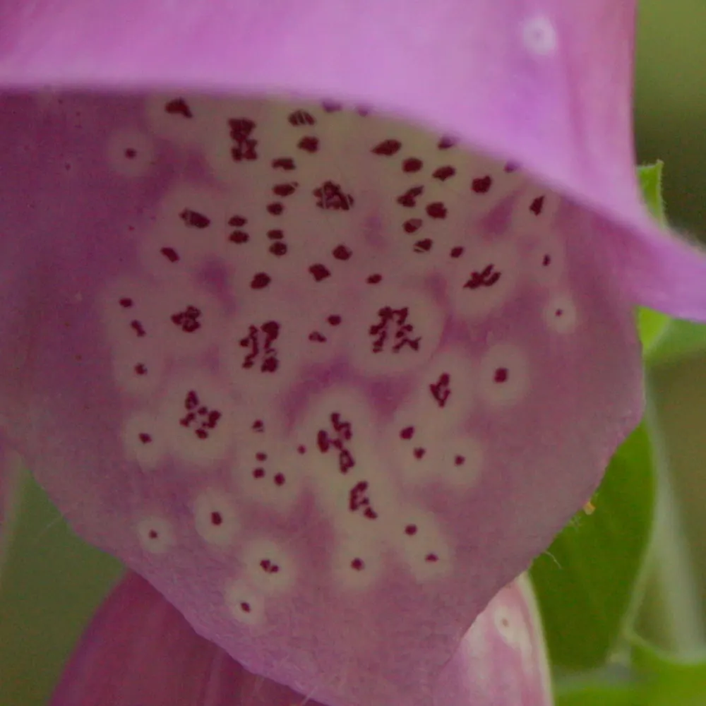 Chinese Foxglove (Rehmannia Elata) — scientifically termed Rehmannia elata; it flourishes in well-drained soil enriched with organic matter, image 56