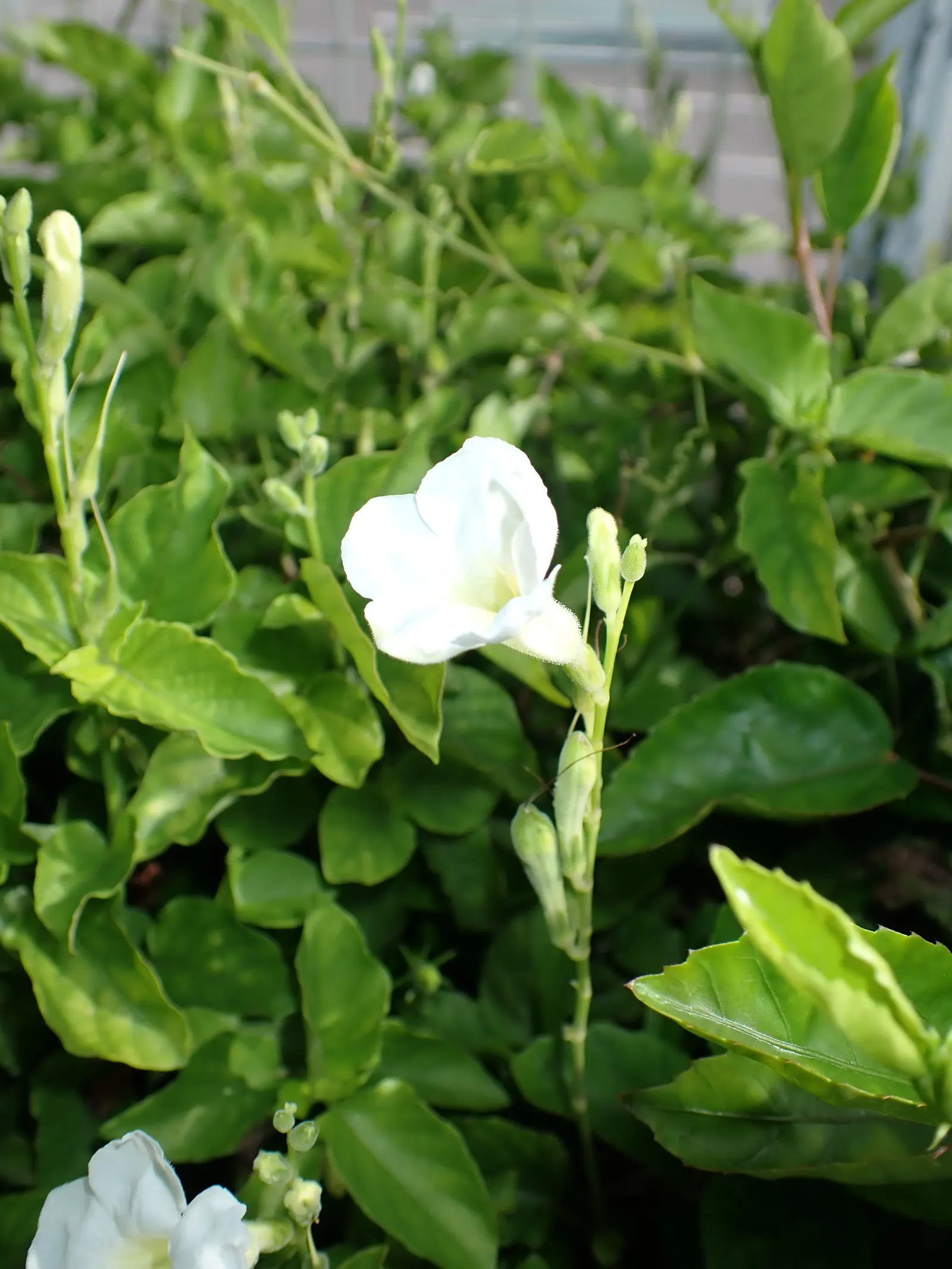 Chinese Foxglove (Rehmannia Elata) — tubular flowers of a deep