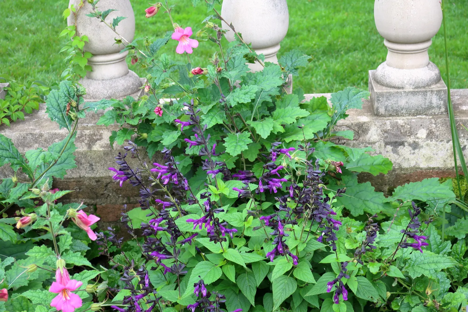 Chinese Foxglove (Rehmannia Elata) — This perennial reaches up to 3 ft in height and prefers partial shade; chinese Foxglove (Rehmannia elata), image 52