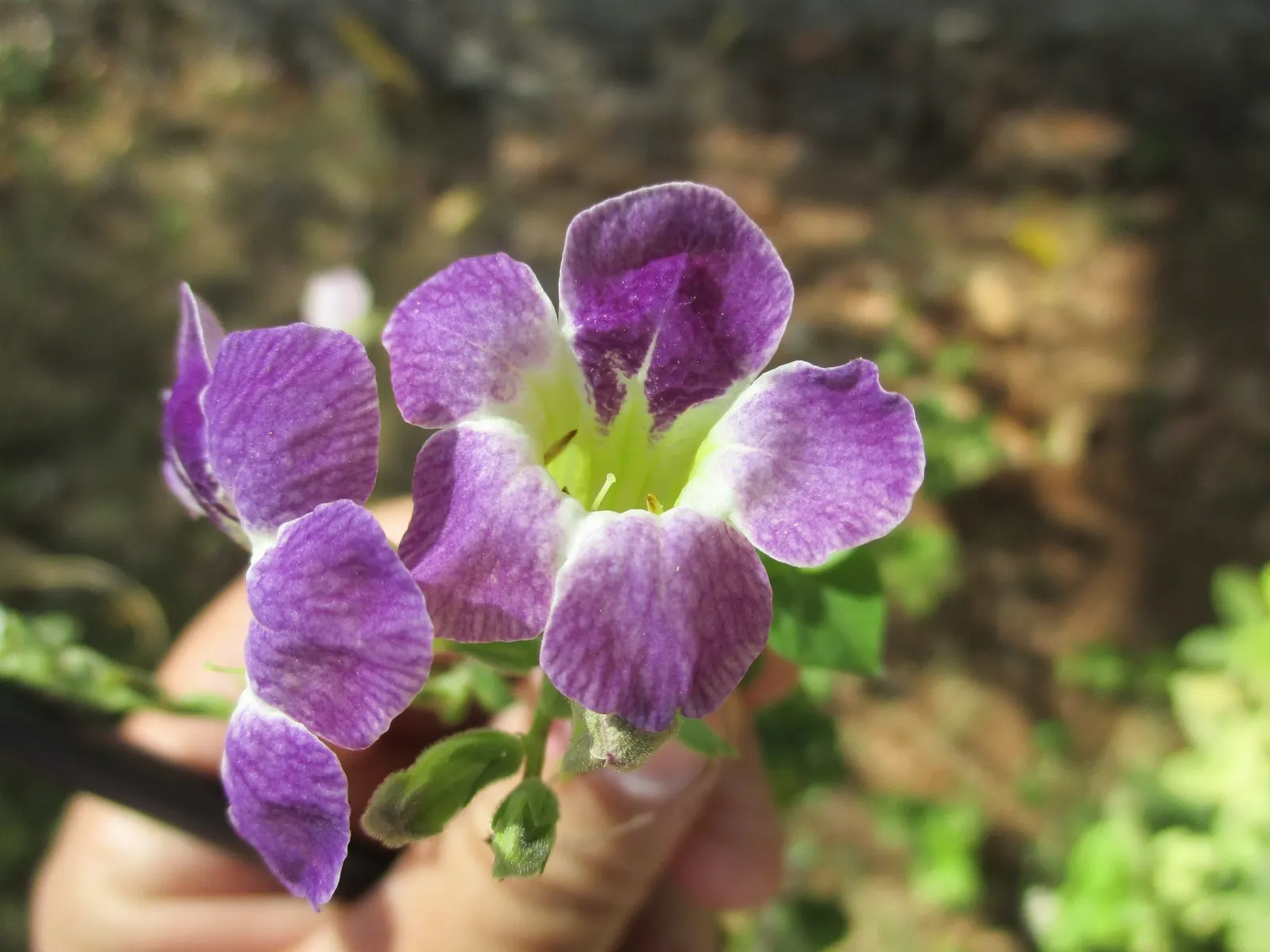 Chinese Foxglove (Rehmannia Elata) — accented with yellow throats; while not particularly cold-hardy, image 51