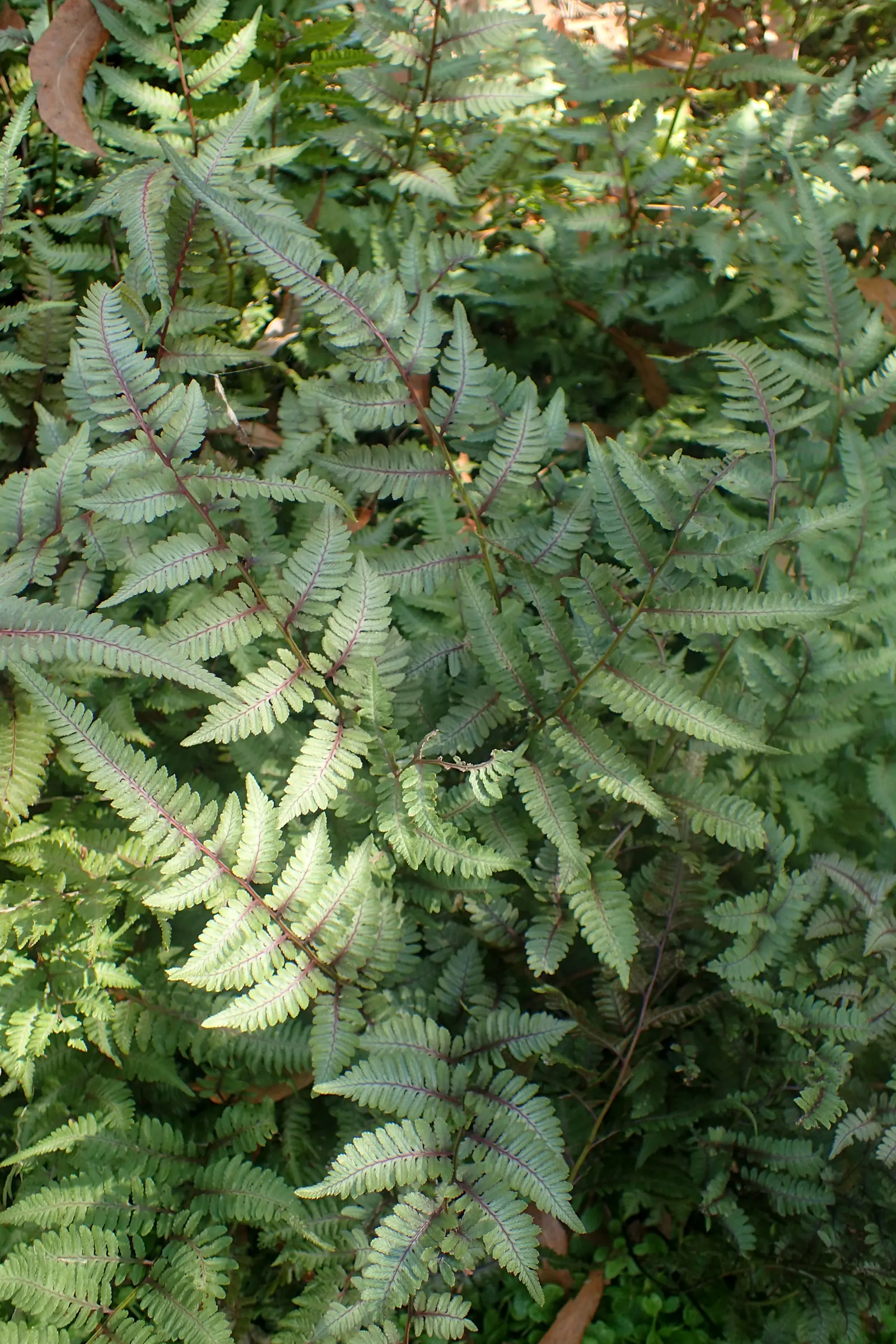 Burgundy Lace Painted Fern (Athyrium 'Burgundy Lace') — The Athyrium 'Burgundy Lace' is an elegant