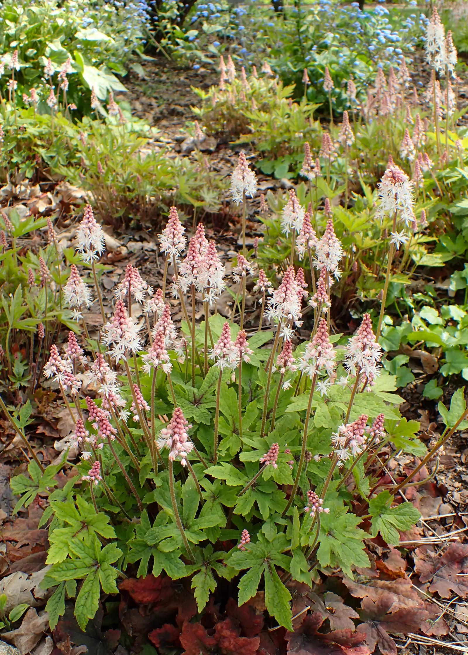 Spring Symphony Foamflower (Tiarella 'Spring Symphony') — The Tiarella 'Spring Symphony' showcases captivating pink blooms atop compact
