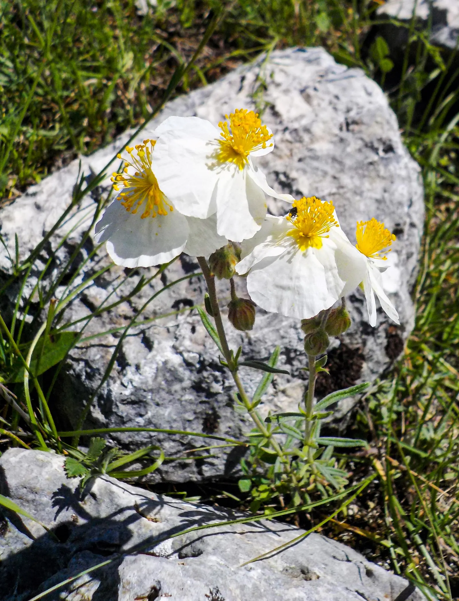 Rockrose (Cistus 'Mickie') — Ideal for Mediterranean-style gardens, it adds color and texture as a ground cover or low hedge; commonly referred to, image 84