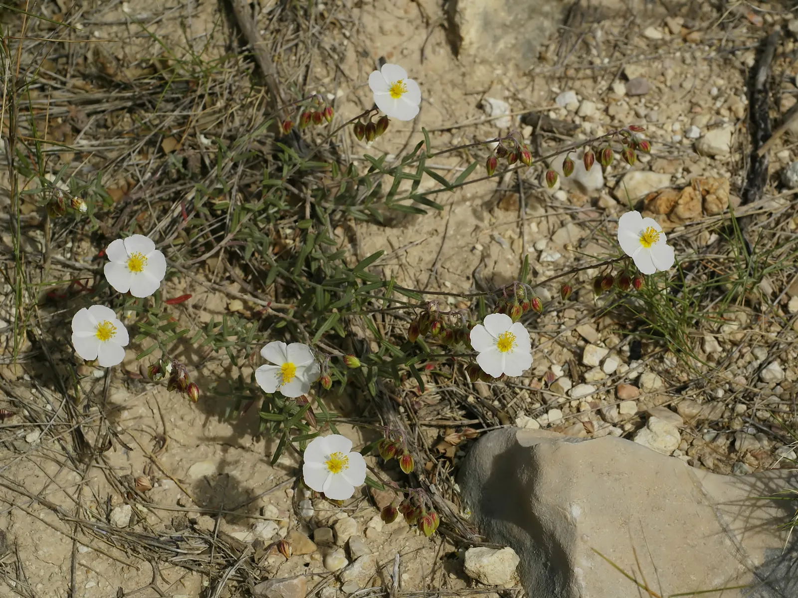 Rockrose (Cistus 'Mickie') — and it's also deer-resistant; growing up to 3 feet in height and 5 feet wide, its wavy, gray-green foliage is dense, image 115