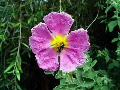 Rockrose (Cistus 'Mickie') — and low-maintenance nature answering a range of landscape design requirements; which is beneficial in areas with, image 77