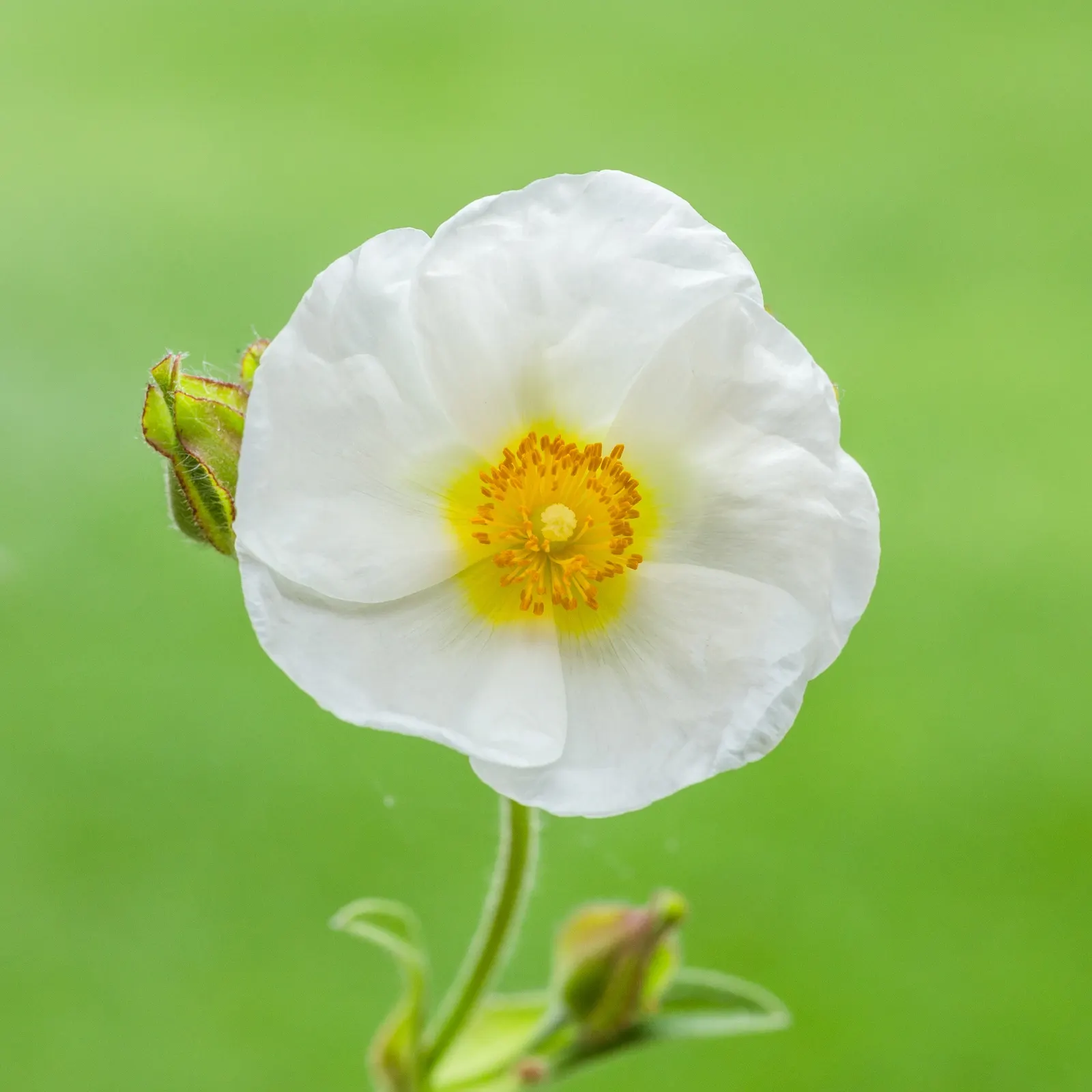 Rockrose (Cistus 'Mickie') — perennial with white blooms; which makes it suitable for small gardens or as part of a mixed border, image 79