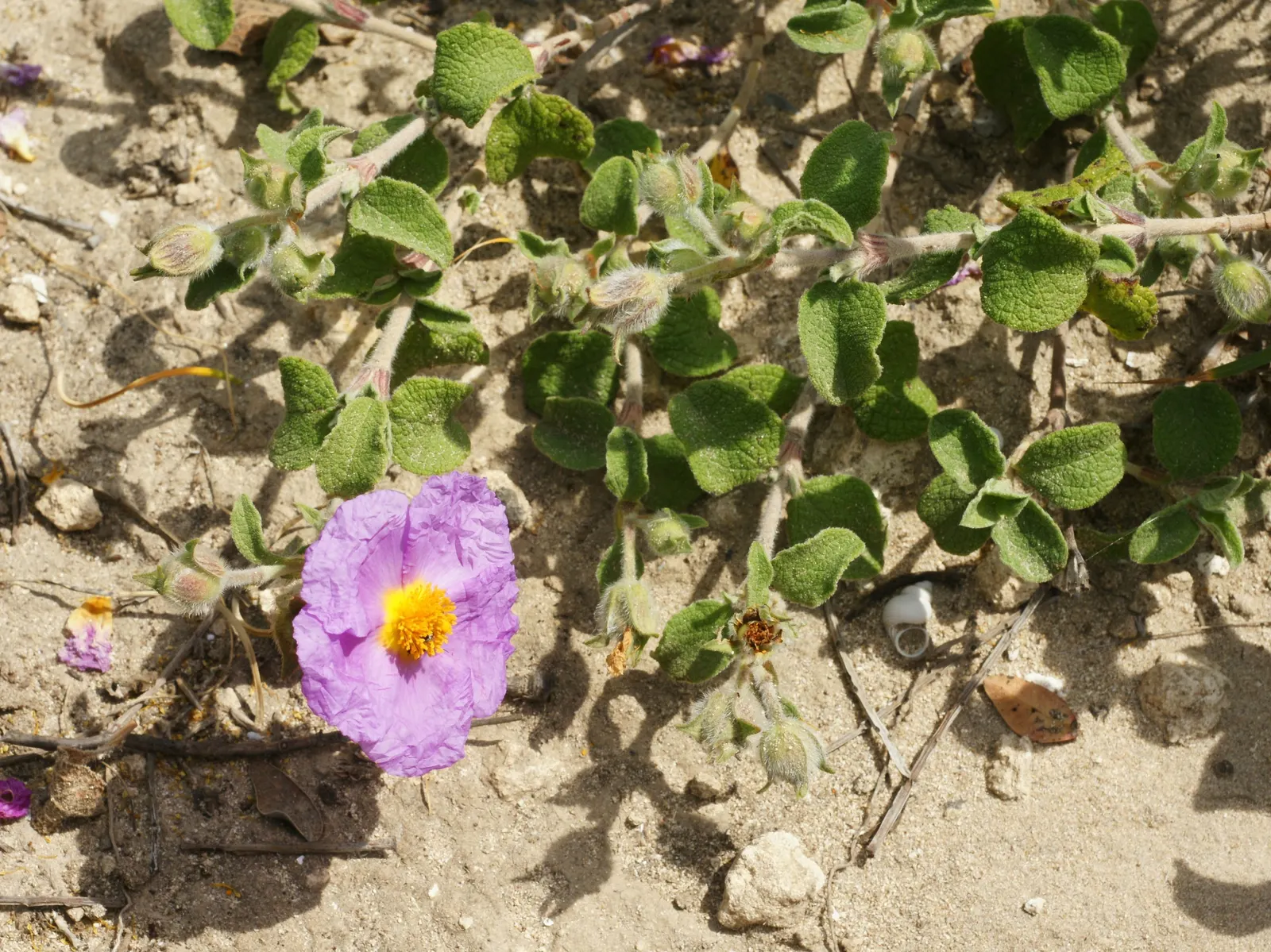 Rockrose (Cistus 'Mickie') — which makes it suitable for small gardens or as part of a mixed border; making it an excellent choice for adding, image 110