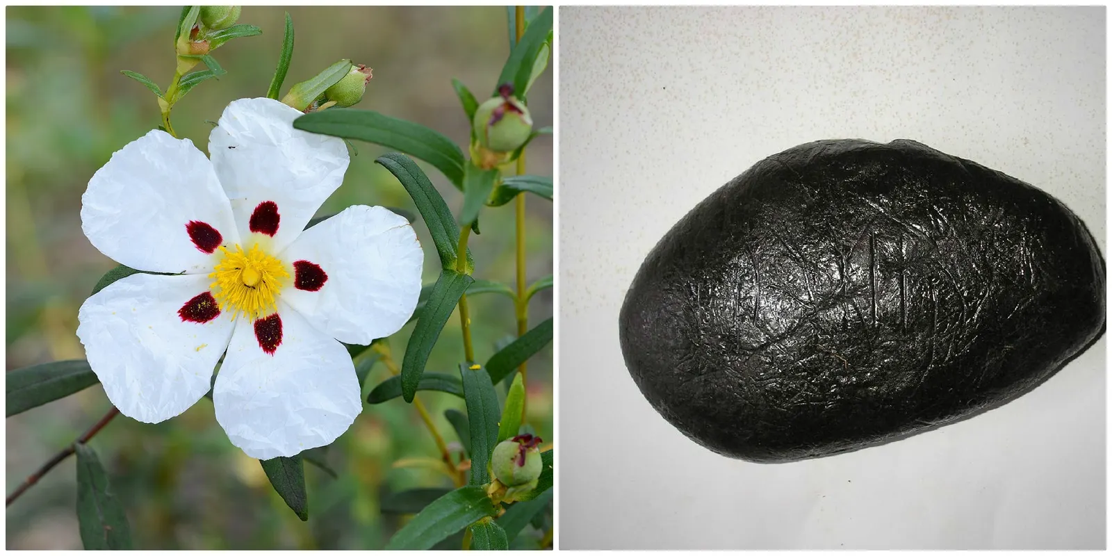 Rockrose (Cistus 'Mickie') — and low-maintenance nature answering a range of landscape design requirements; which is beneficial in areas with, image 97