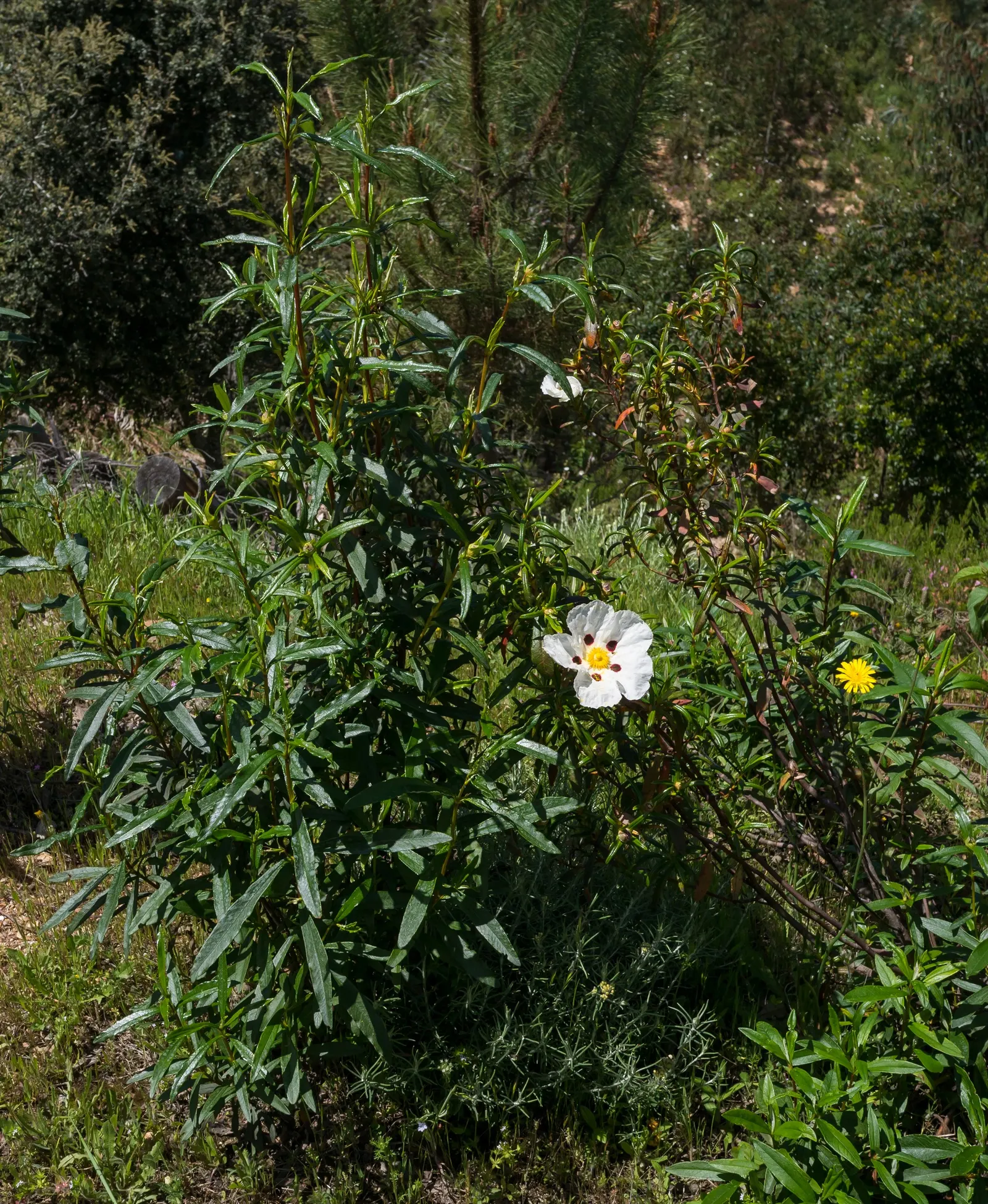 Rockrose (Cistus 'Mickie') — Cistus 'Mickie' thrives in full sun and prefers well-drained soil; the Cistus 'Mickie' is an evergreen shrub heralding, image 112