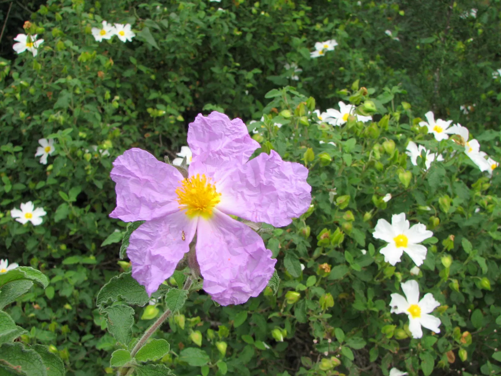 Rockrose (Cistus 'Mickie') — The Cistus 'Mickie' is an evergreen shrub heralding vivid pink flowers with a maroon base; ideal for, image 81