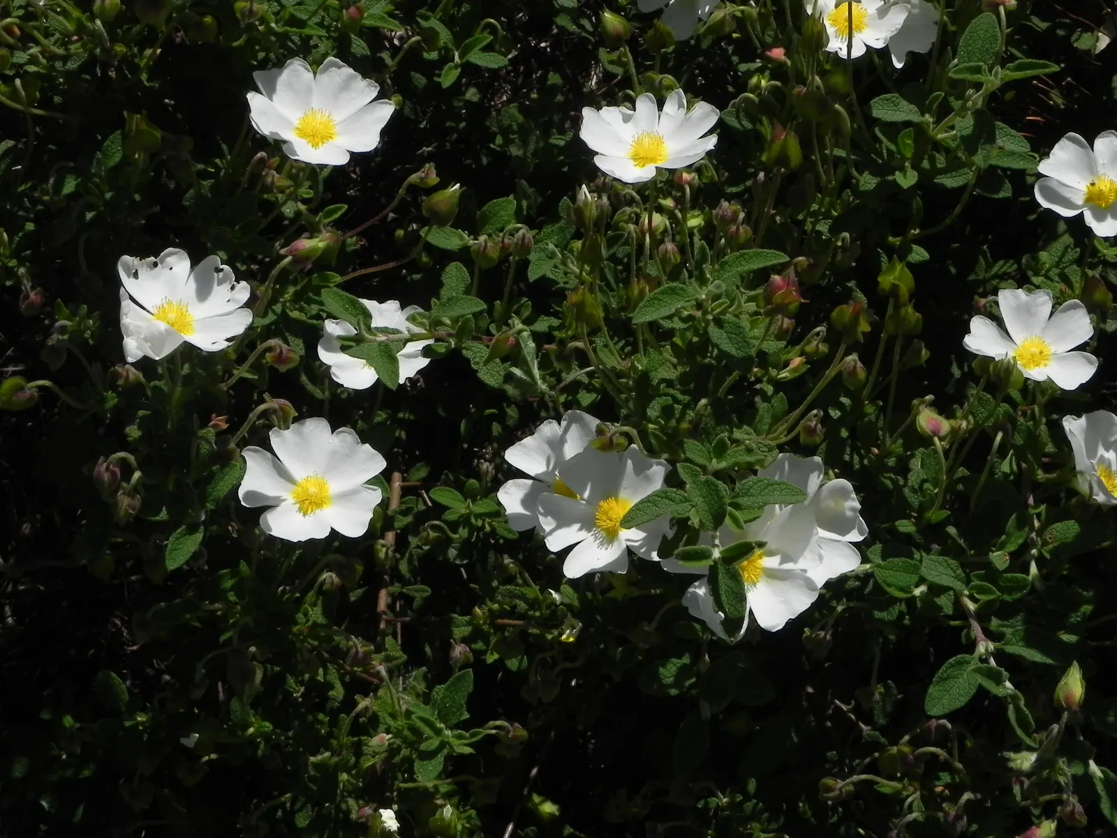 Rockrose (Cistus 'Mickie') — typically reaching 2 to 3 feet in height and spreading 2 to 4 feet wide; perennial for full, image 89