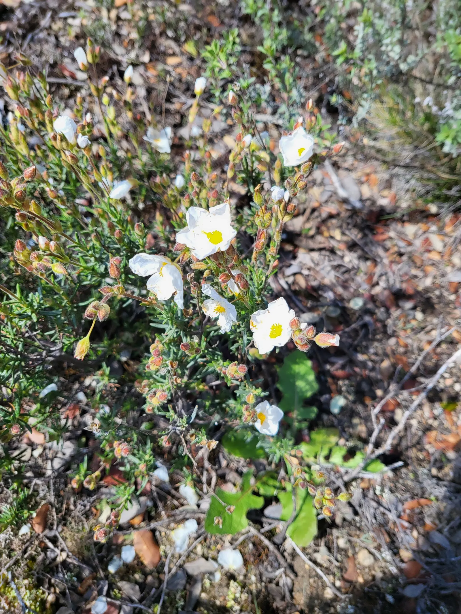 Rockrose (Cistus 'Mickie') — perennial for full; and low-maintenance nature answering a range of landscape design requirements, image 80