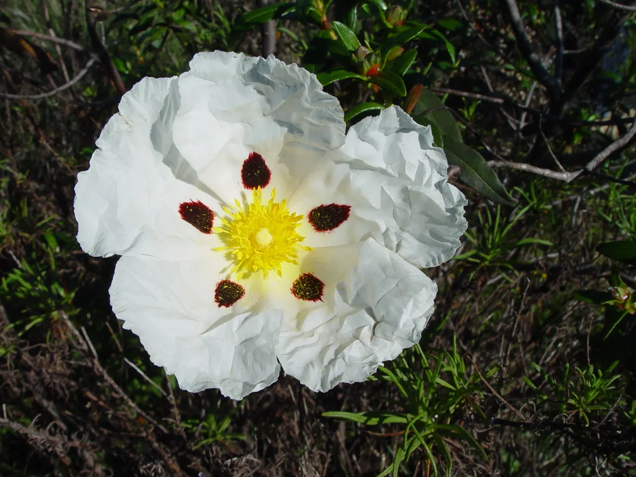 Rockrose (Cistus 'Mickie') — commonly referred to as Rockrose; cistus 'Mickie' thrives in full sun and prefers well-drained soil, image 85