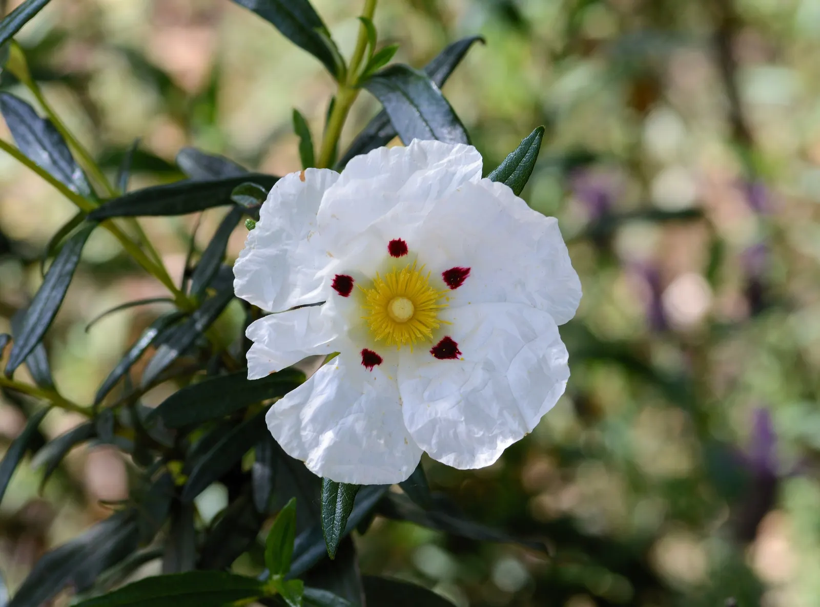 Rockrose (Cistus 'Mickie') — perennial with white blooms; which makes it suitable for small gardens or as part of a mixed border, image 99