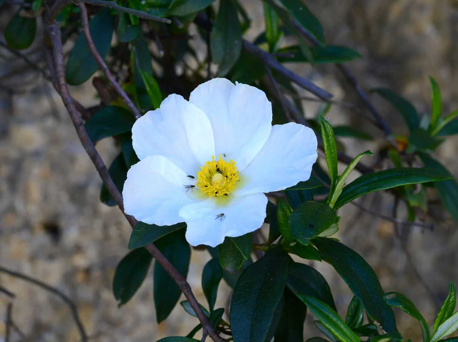 Rockrose (Cistus 'Mickie') — The Cistus 'Mickie' is an evergreen shrub heralding vivid pink flowers with a maroon base; ideal for, image 101