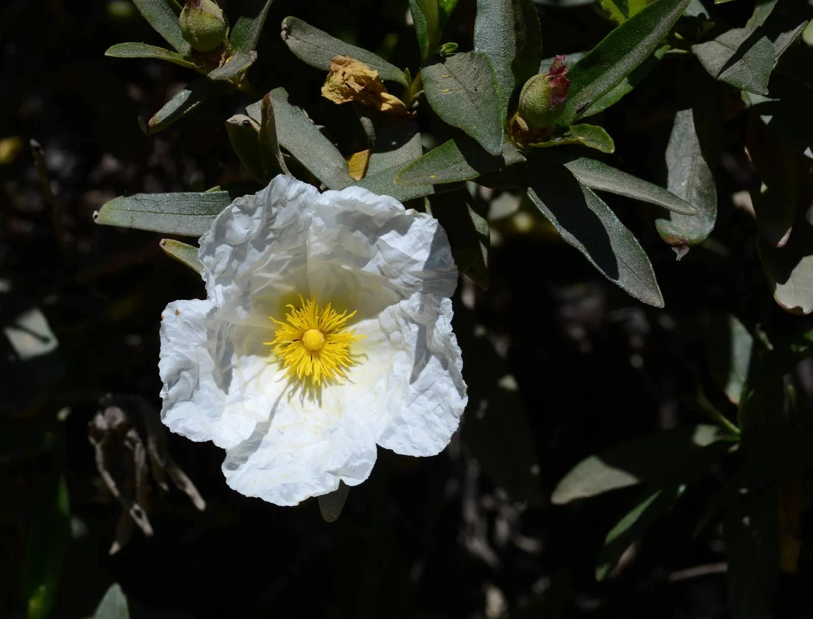 Rockrose (Cistus 'Mickie') — This rockrose thrives in full sun and well-drained soil, being drought-tolerant once established; white flowers in the, image 103