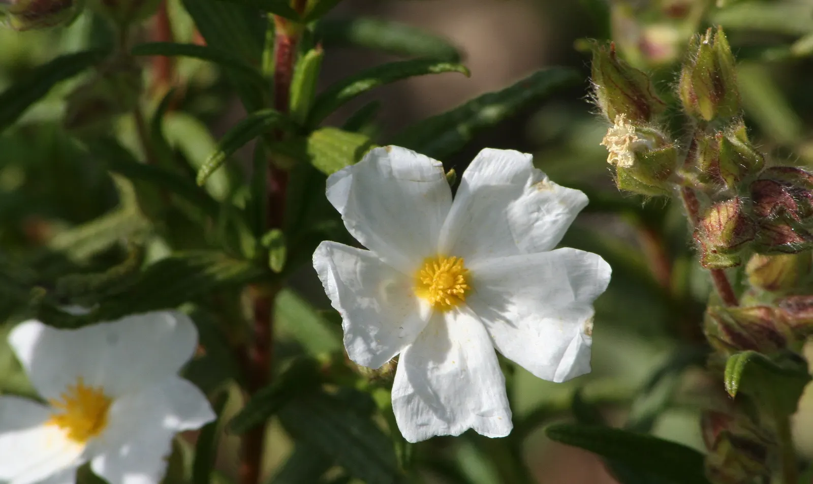 Rockrose (Cistus 'Mickie') — white flowers in the garden; this rockrose thrives in full sun and well-drained soil, being drought-tolerant once, image 118