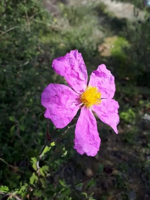 Rockrose (Cistus 'Mickie') — which is beneficial in areas with active wildlife; typically reaching 2 to 3 feet in height and spreading 2 to 4 feet, image 96