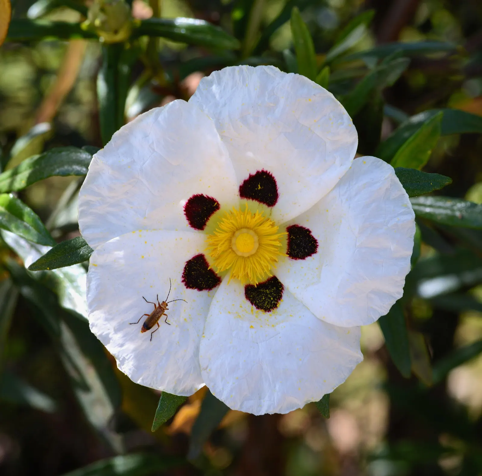 Rockrose (Cistus 'Mickie') — Each blossom lasts only a day; it is drought-tolerant once established, image 108